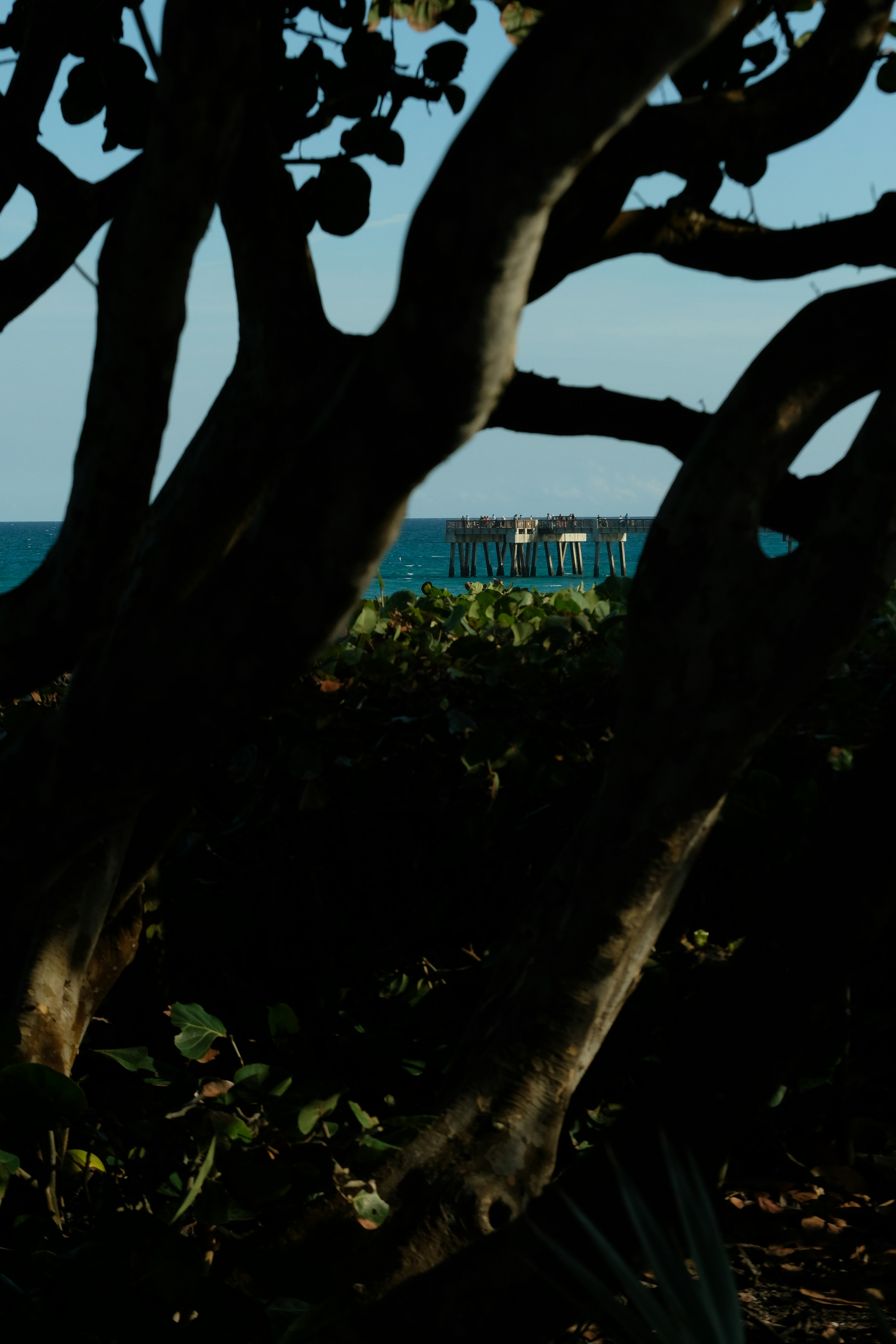 Pier seen through silhouetted tree branches by the ocean