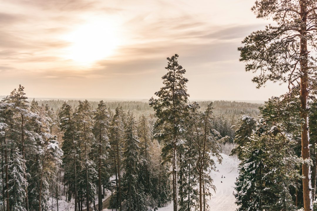 Riekstukalns