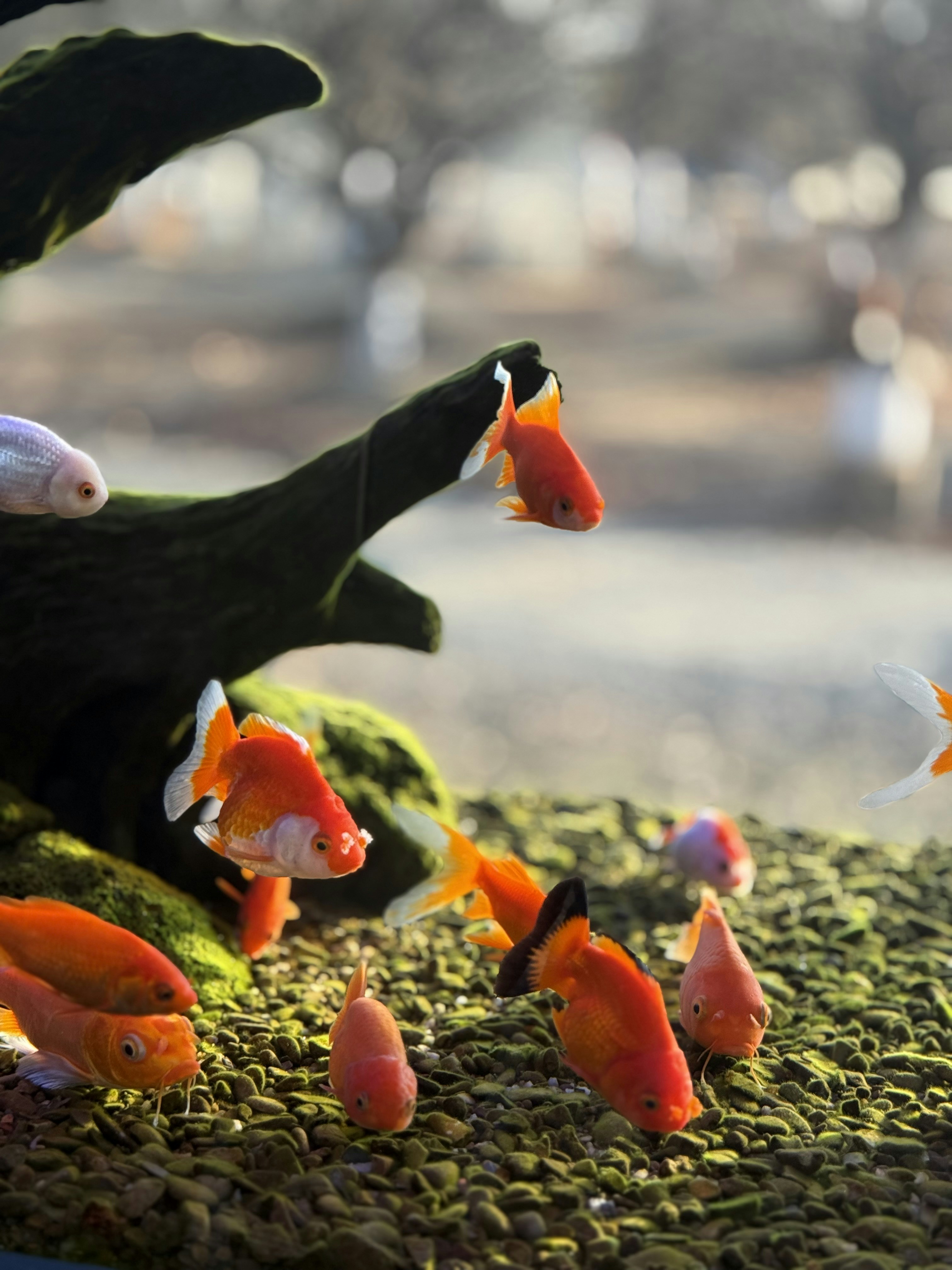 Several goldfish swim in a gravel-filled aquarium.