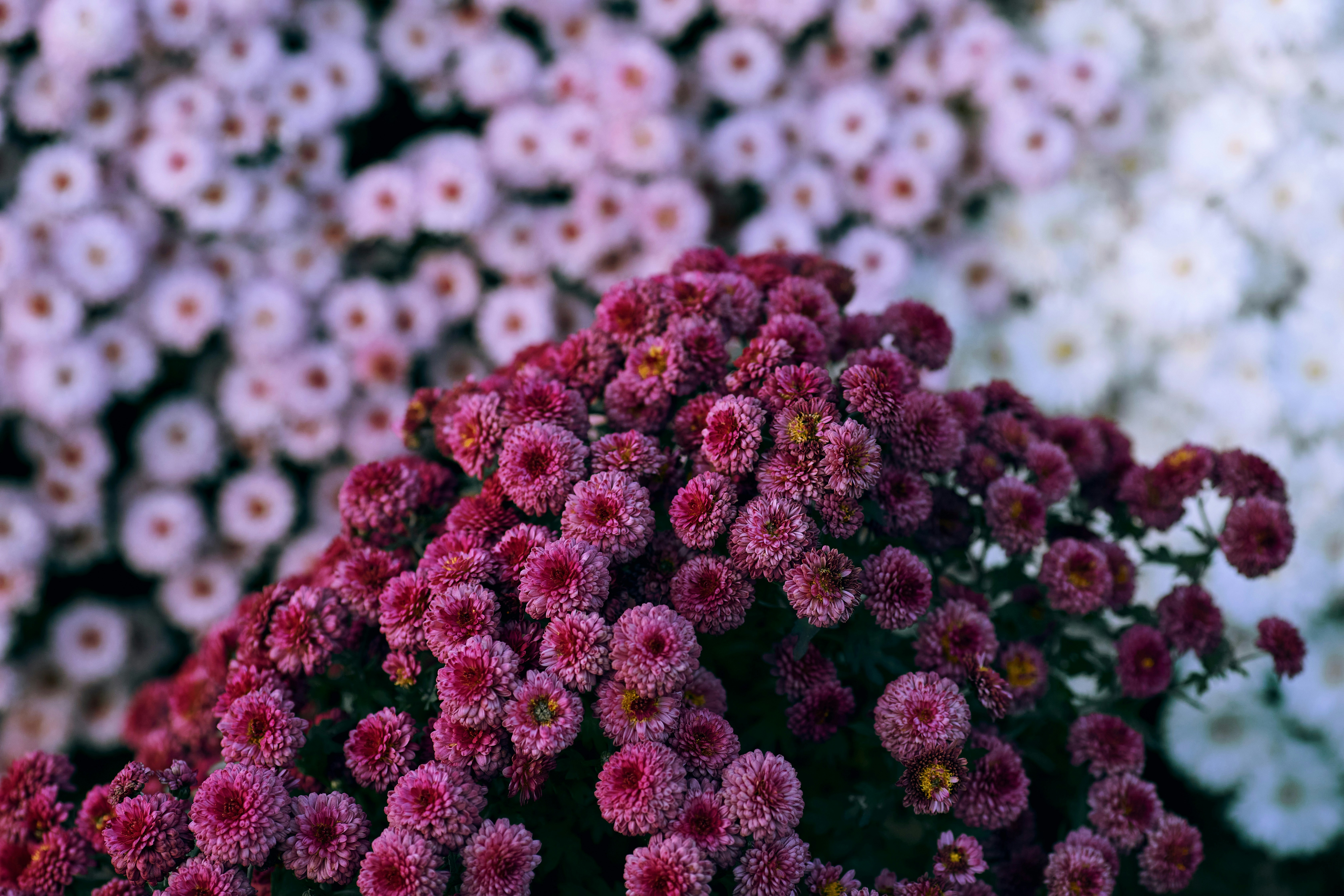 背景がぼやけた濃いピンクのママのクローズアップ。