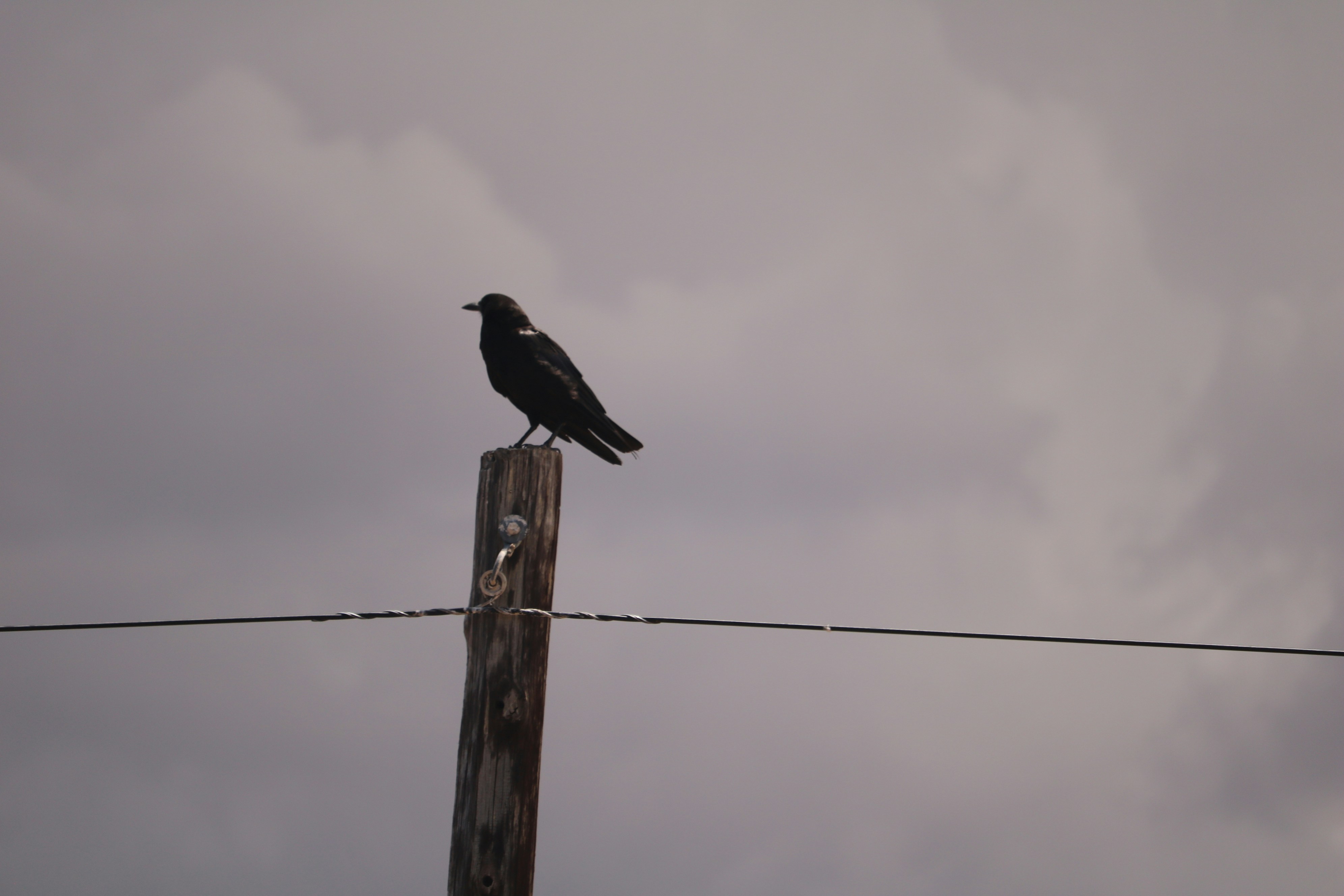 A black bird perched on a wooden post.