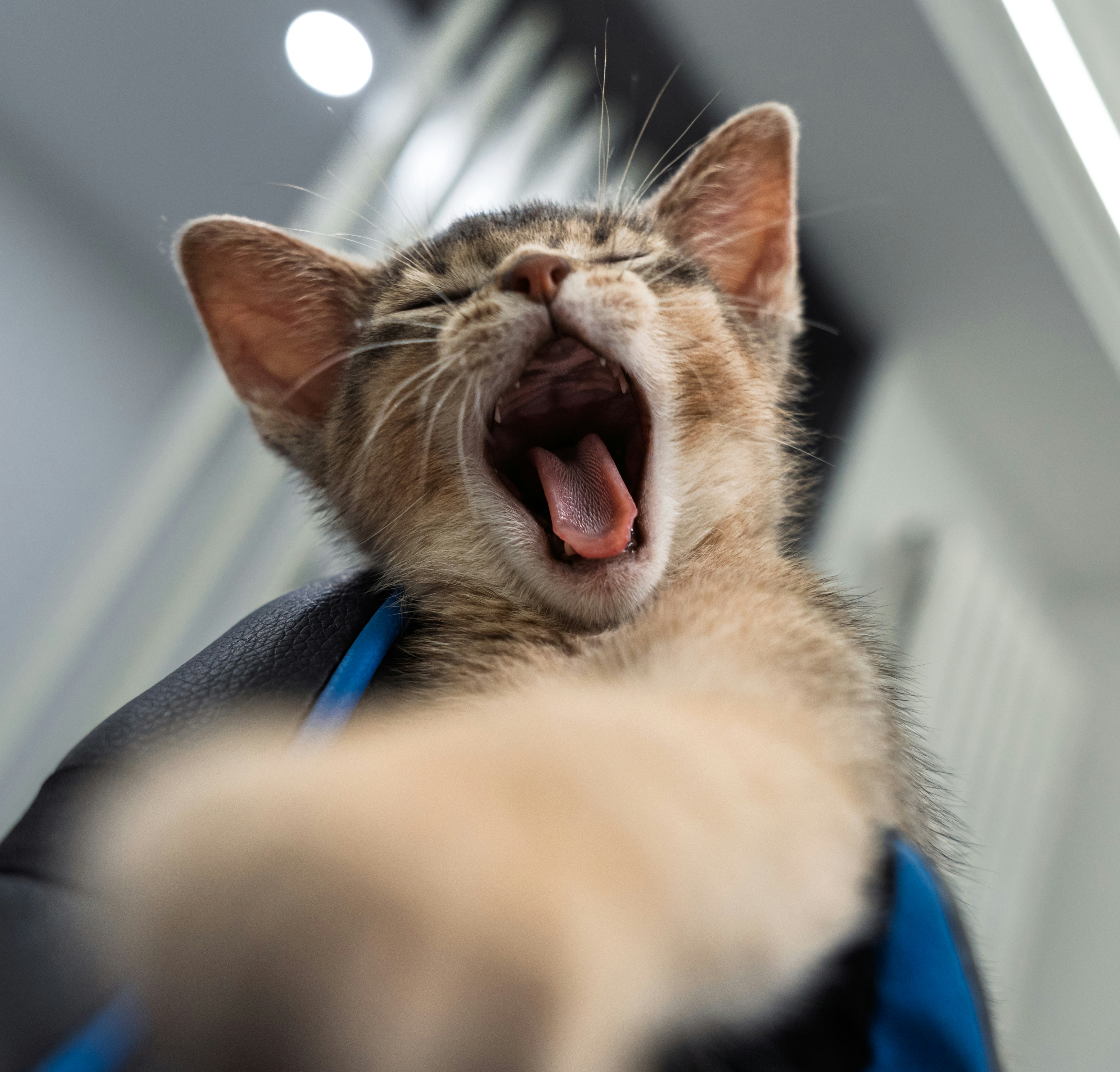 A kitten yawns widely with eyes closed.