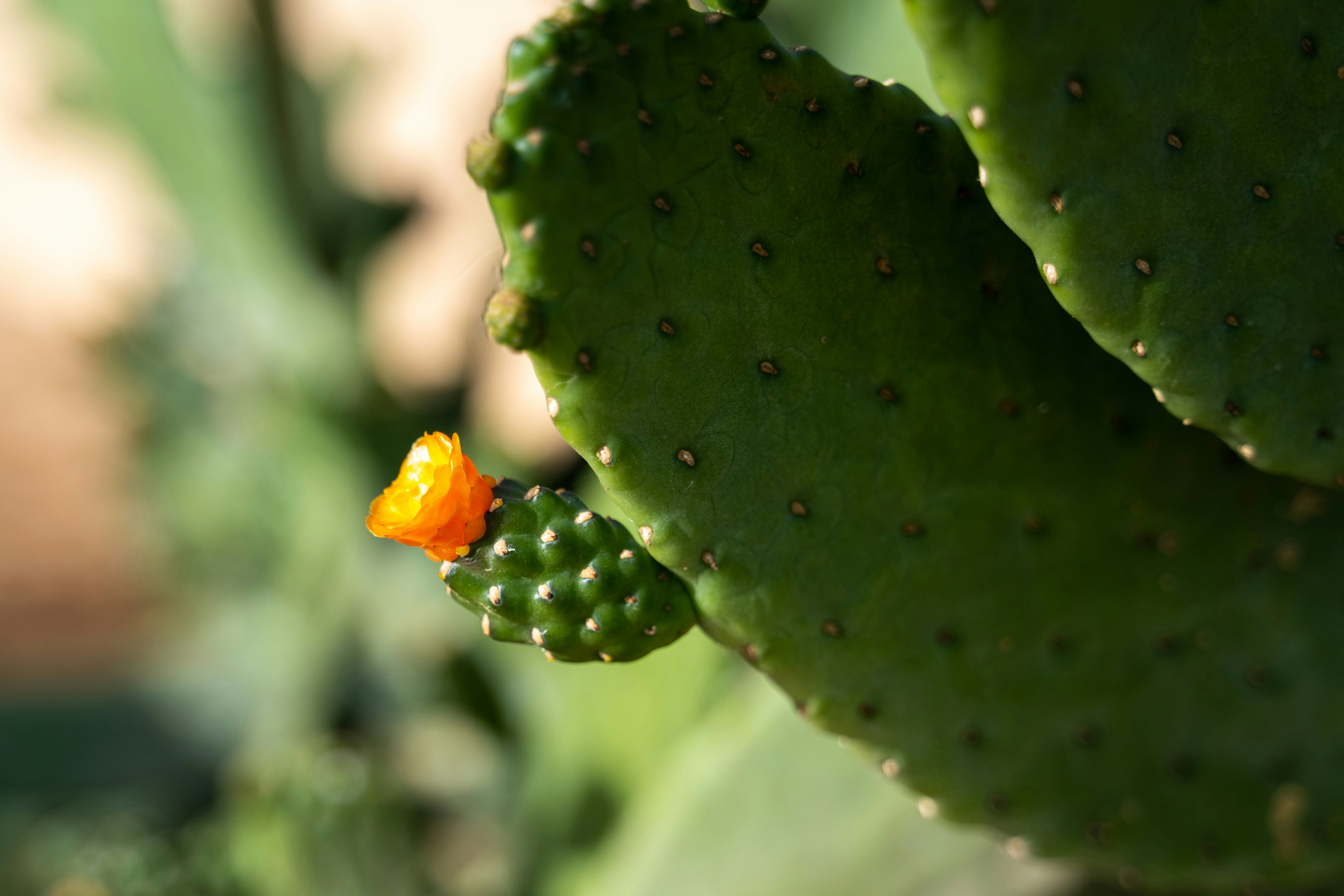 Un cactus figuier de Barbarie avec une petite fleur orange.
