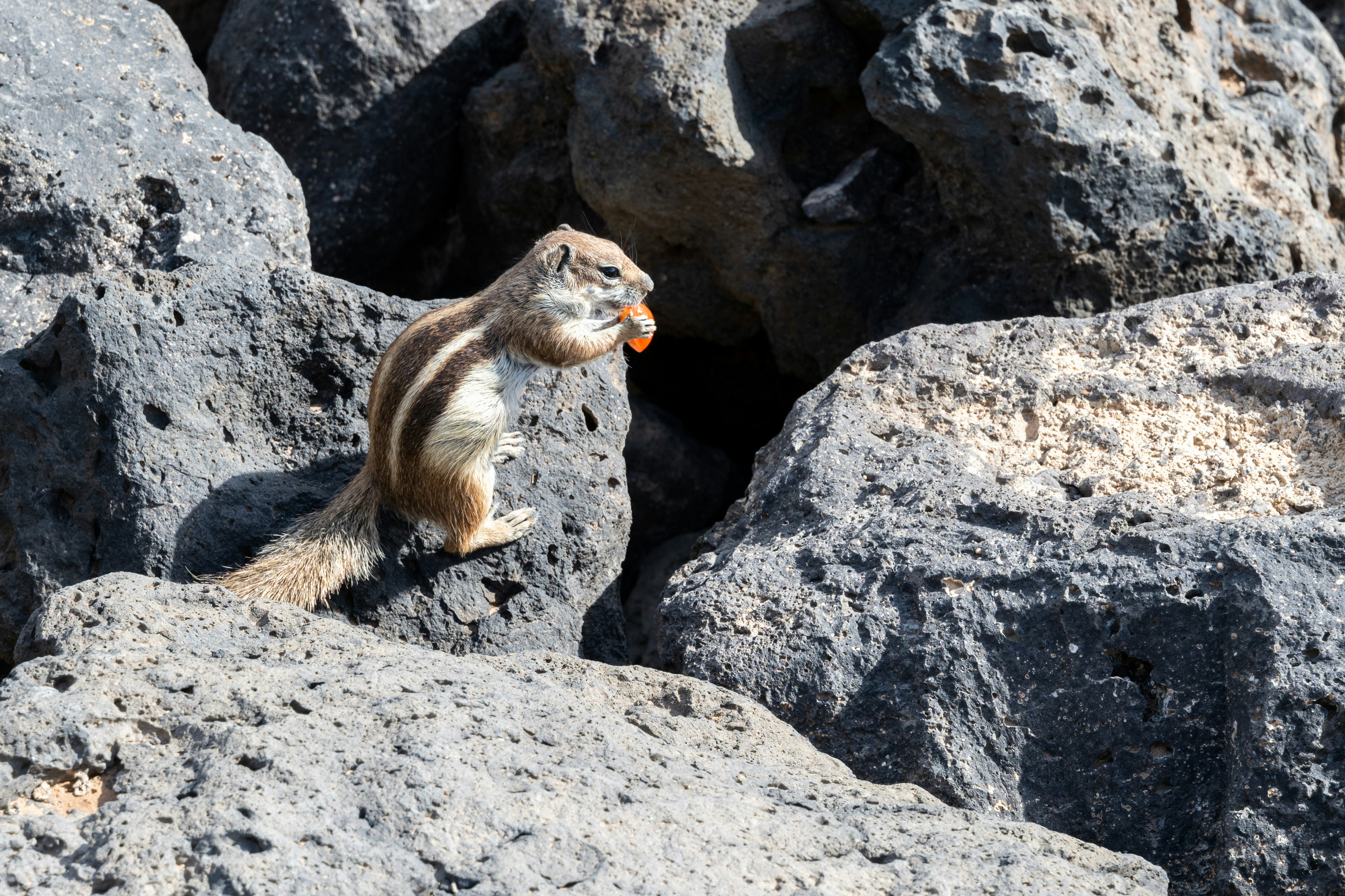 Ein Streifenhörnchen frisst eine Nuss auf felsigem Boden.