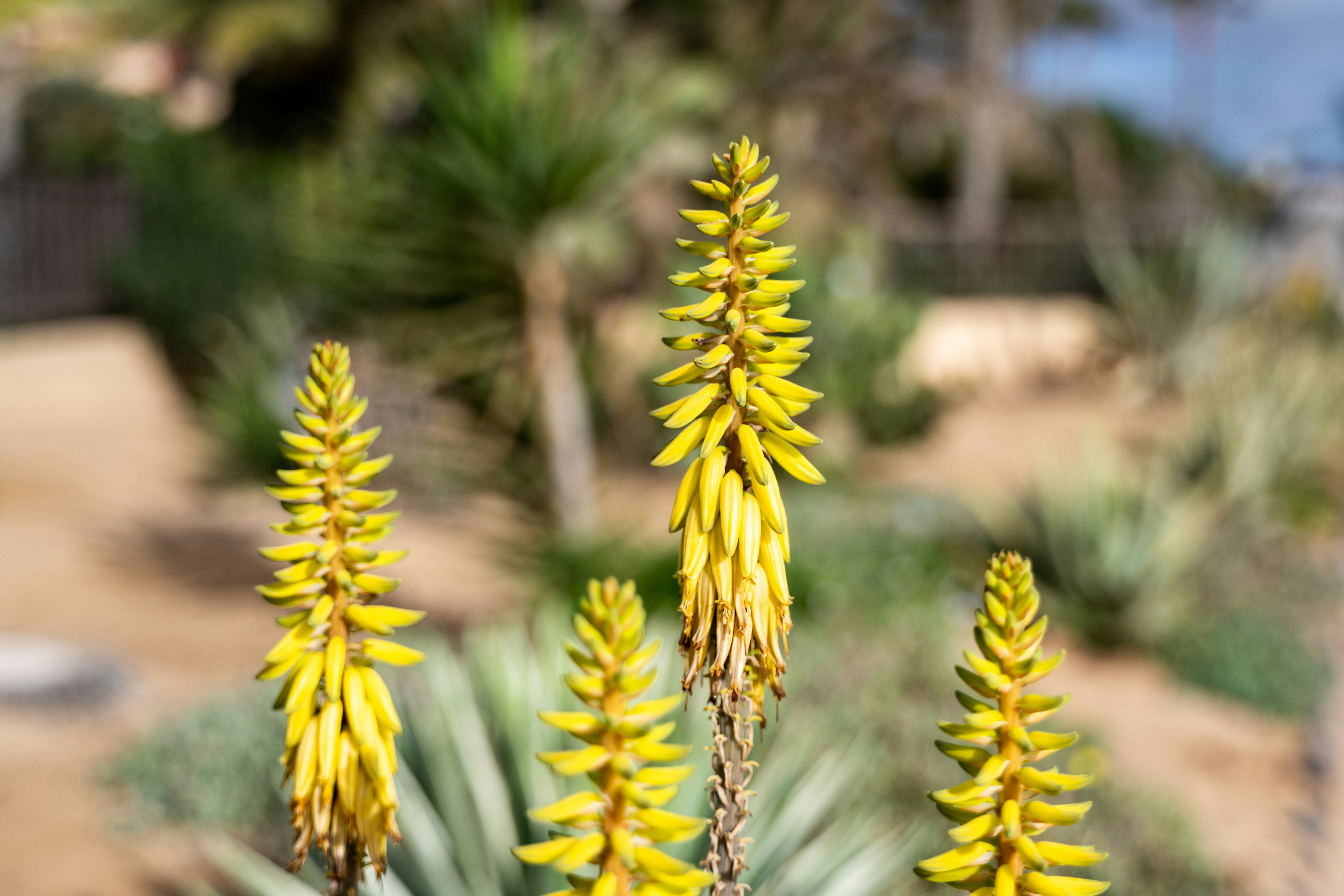 Gelbe Aloe-Vera-Blüten blühen vor einem verschwommenen Hintergrund.