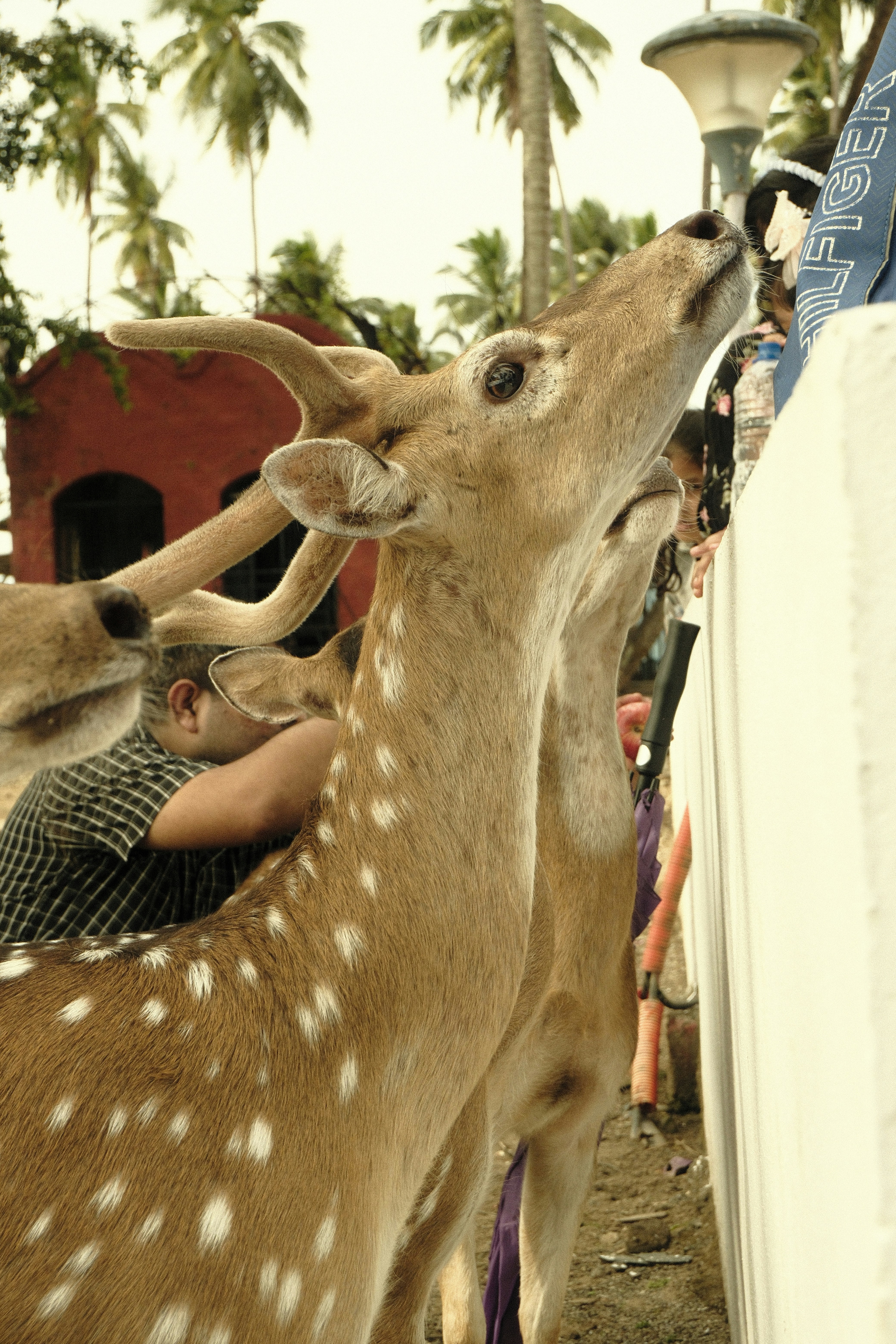 Deer reaching for food from people