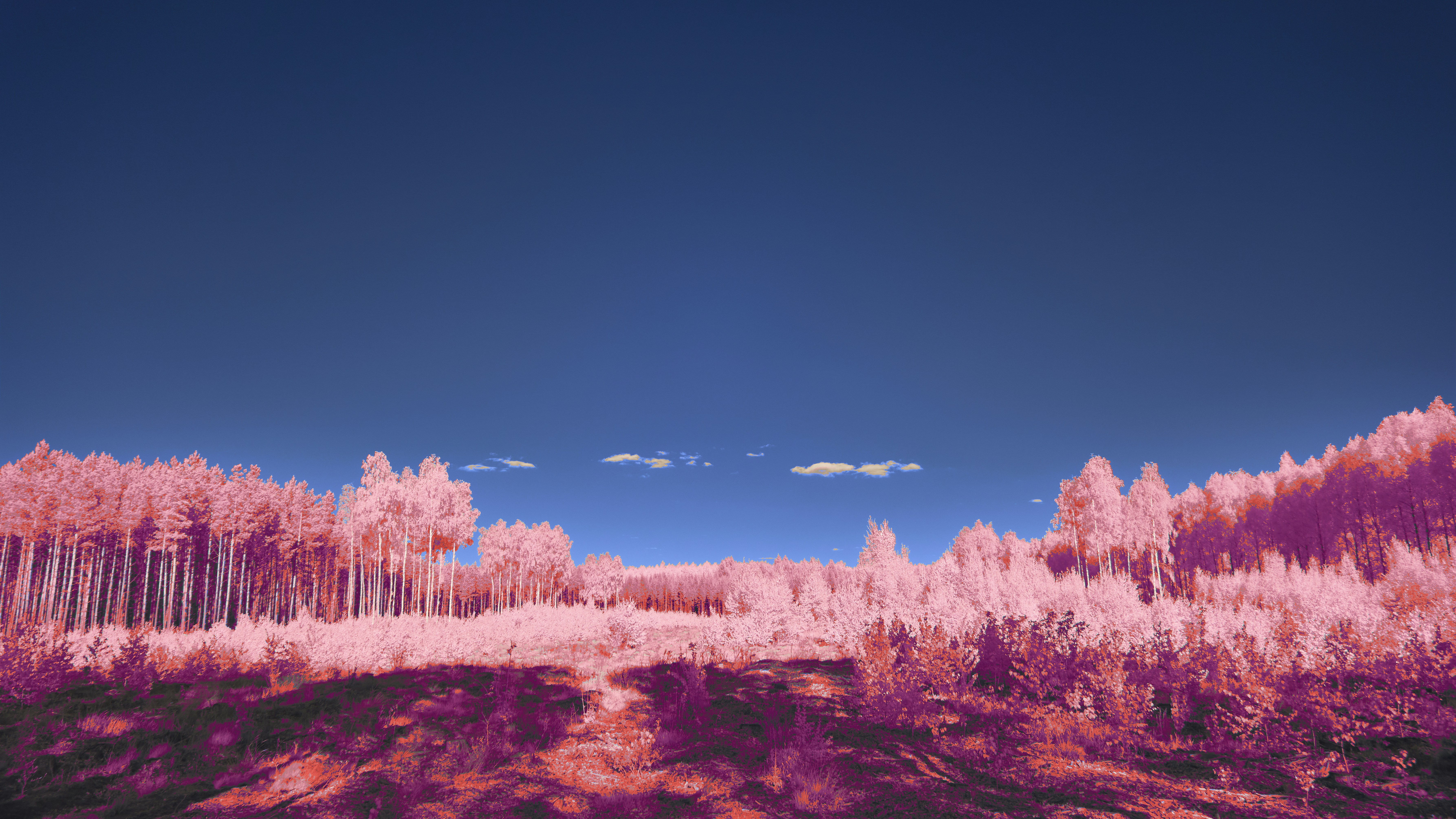 Photo by wolfgang_hasselmann