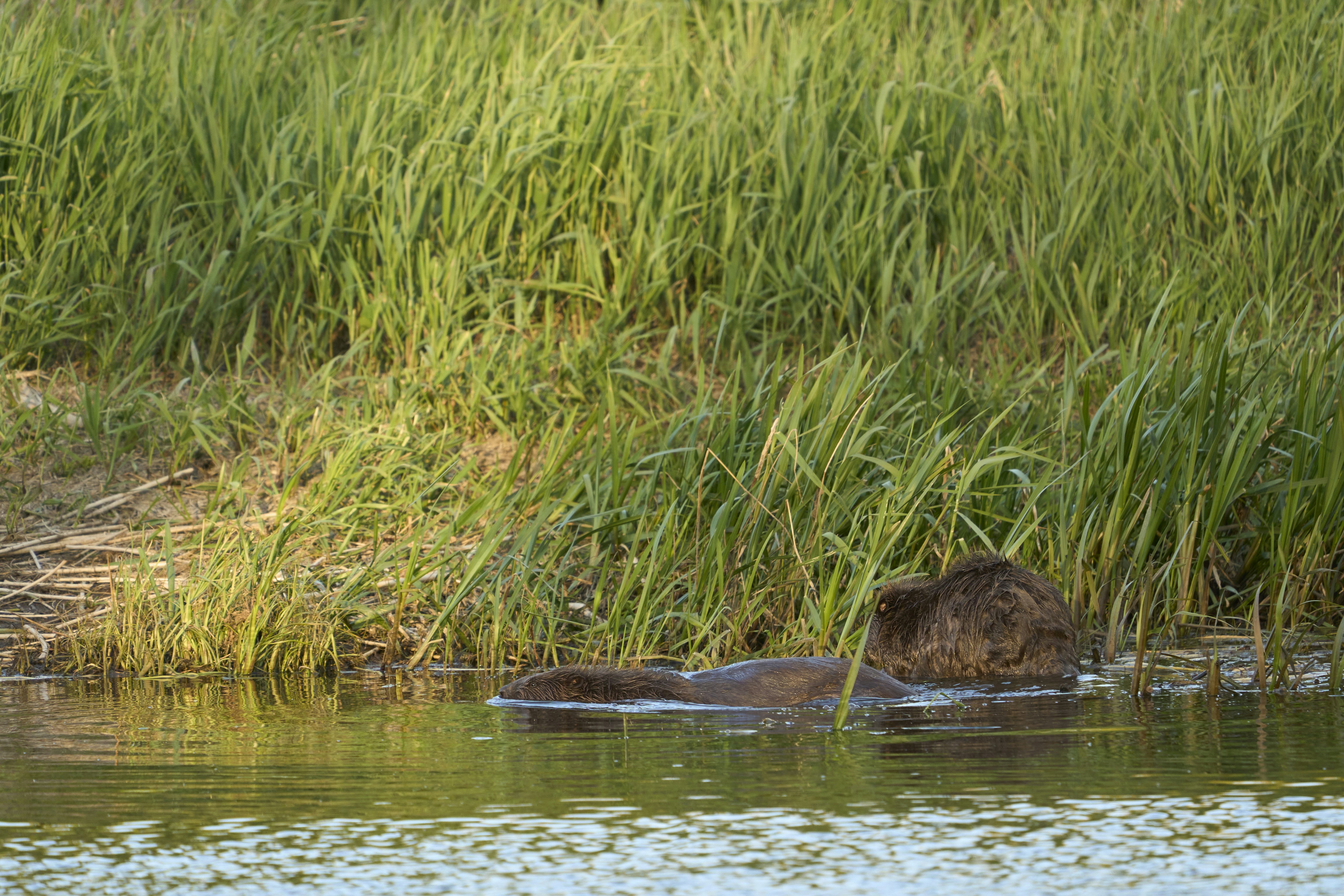 Photo by wolfgang_hasselmann