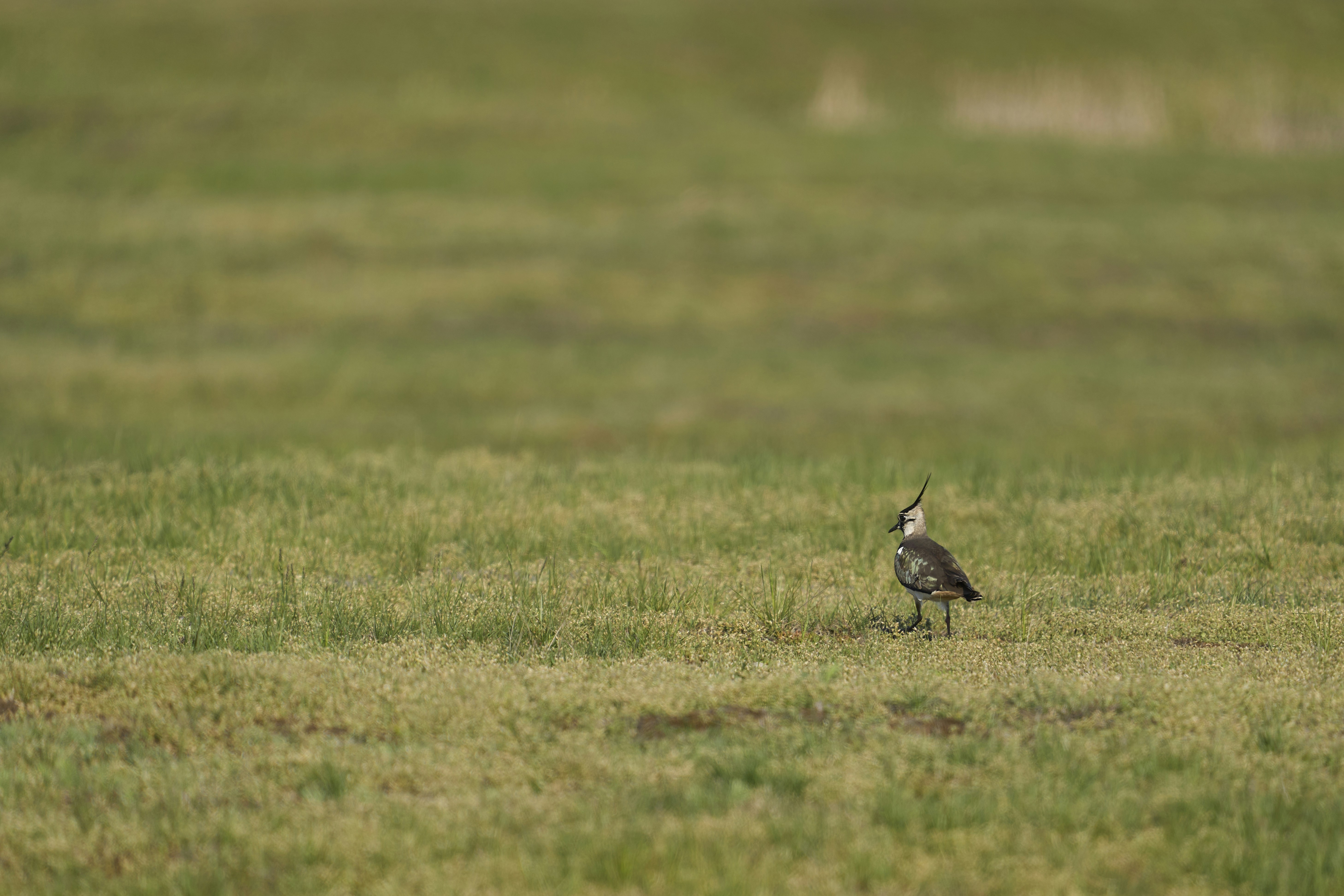 Photo by wolfgang_hasselmann