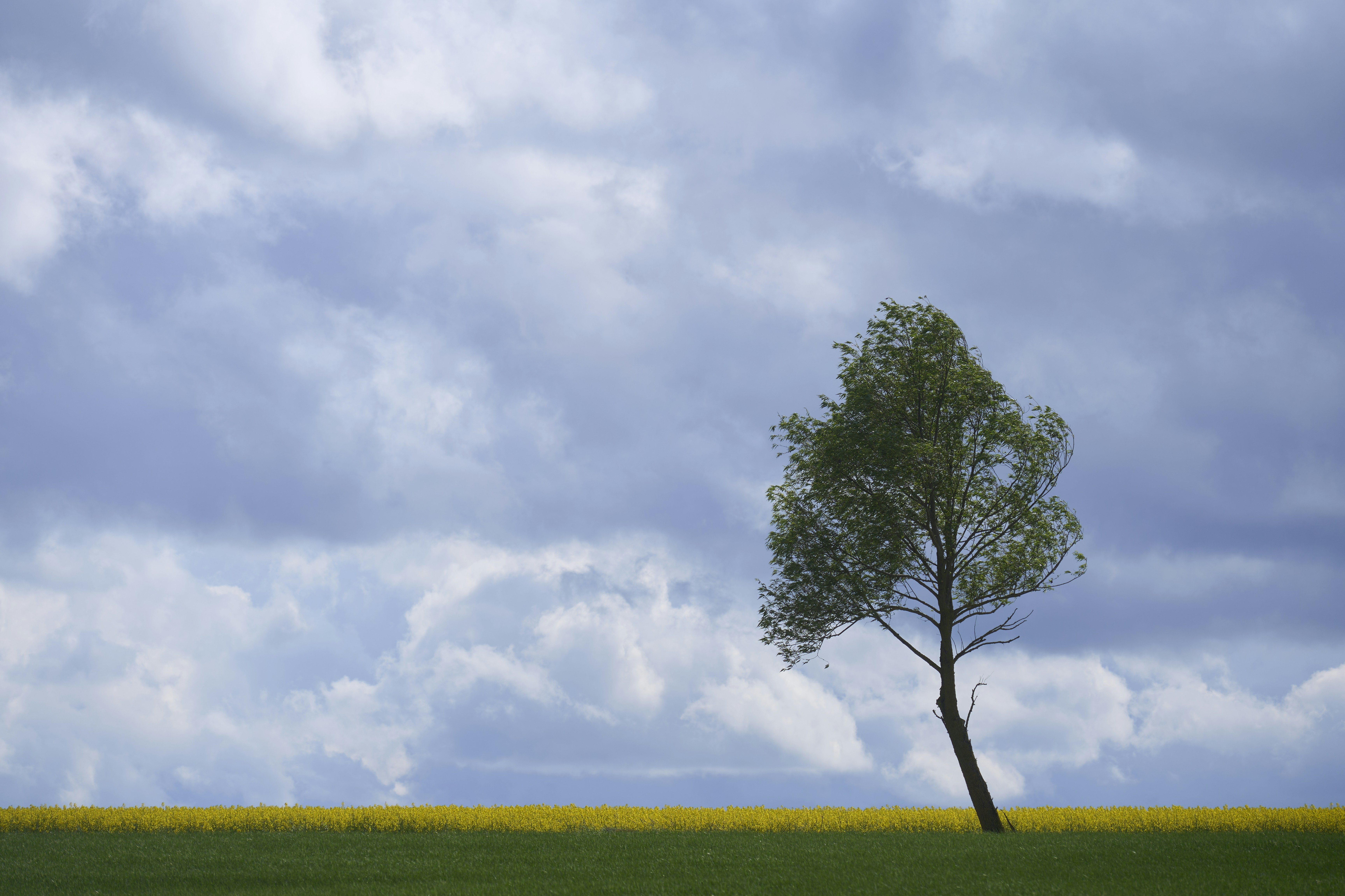 Photo by wolfgang_hasselmann