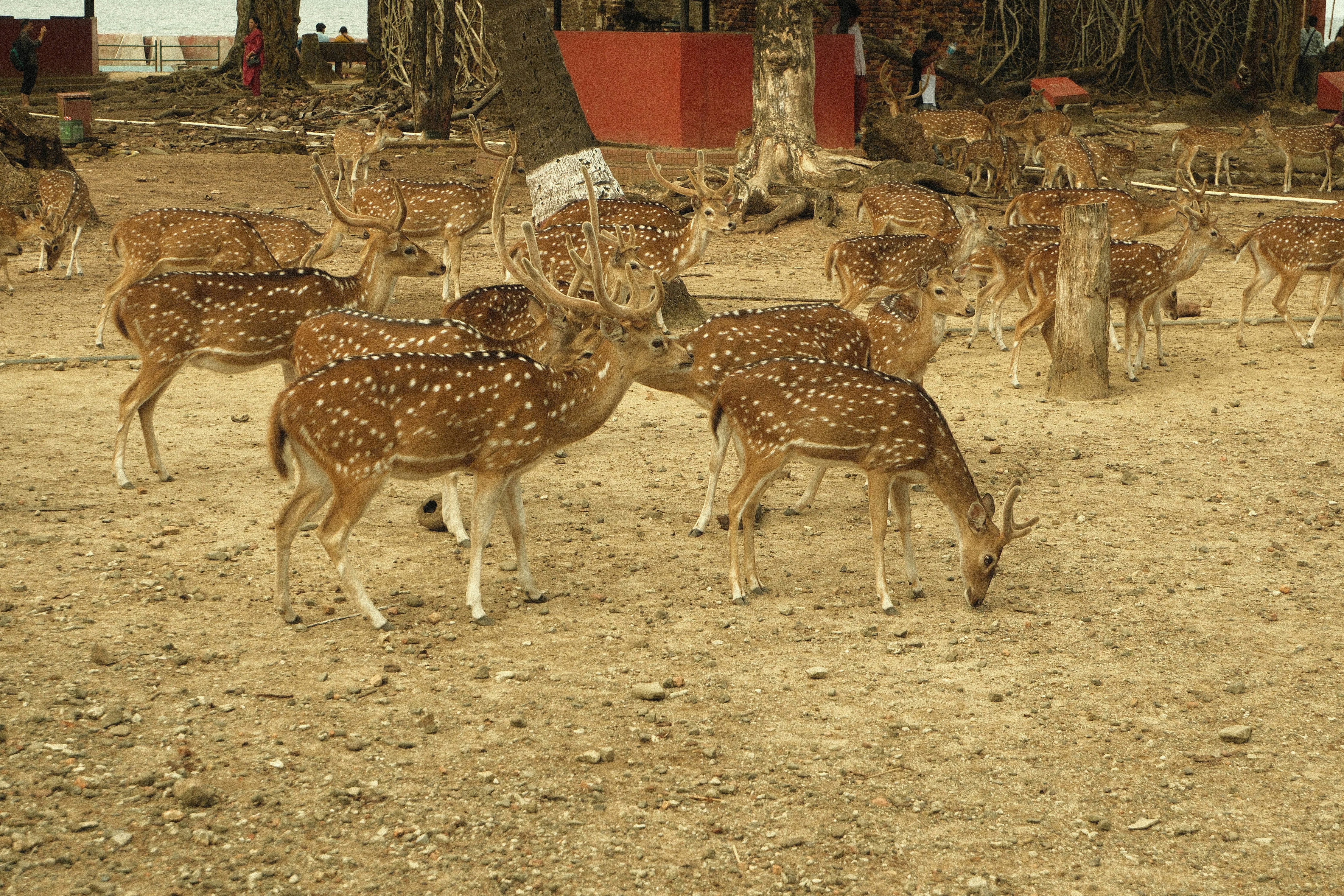 Termini Voyager Pro Backpack — 6-Month Field Review (2026) for Runners & Hikers