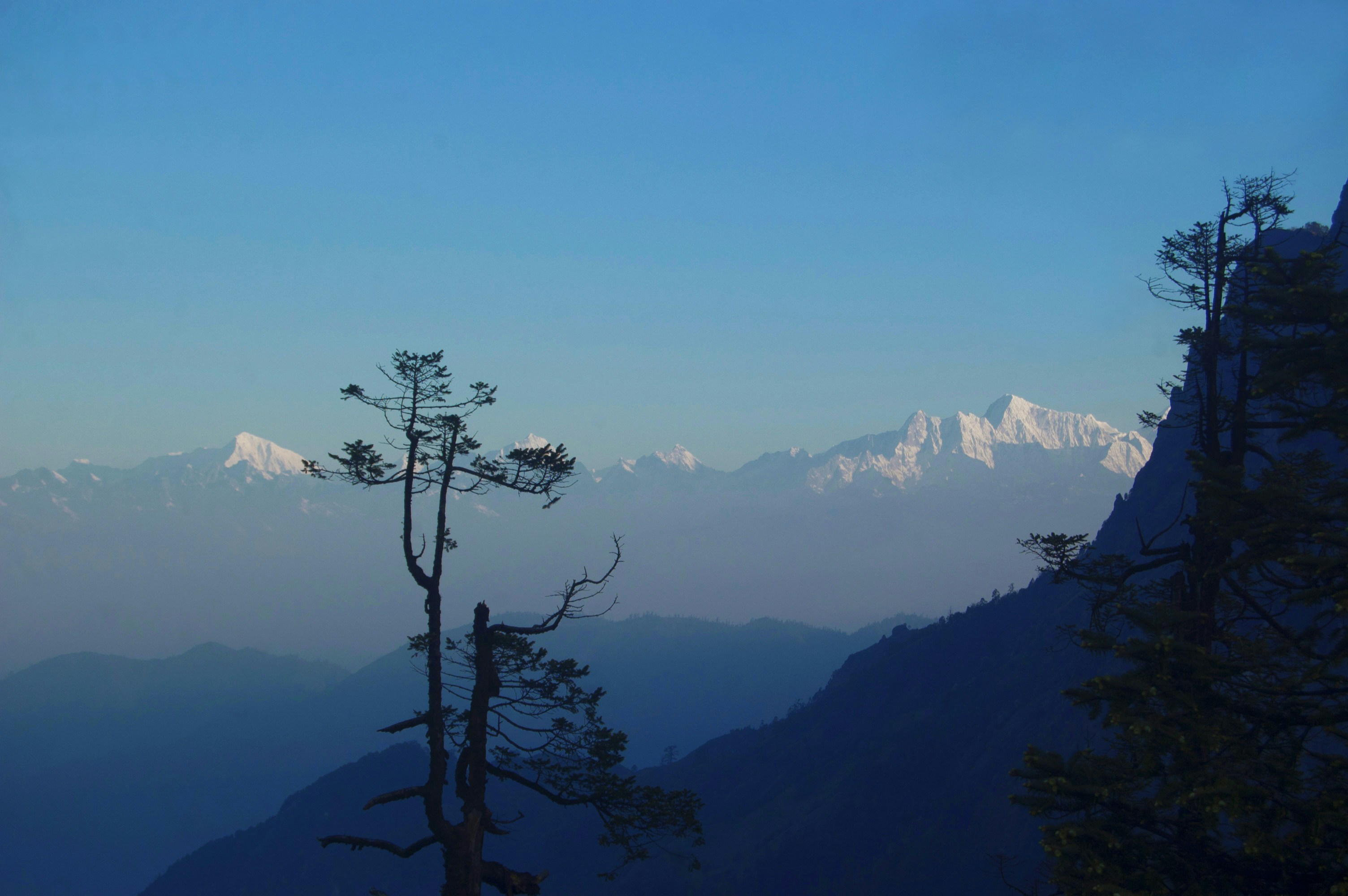 Snow-capped mountains visible through trees at dawn.