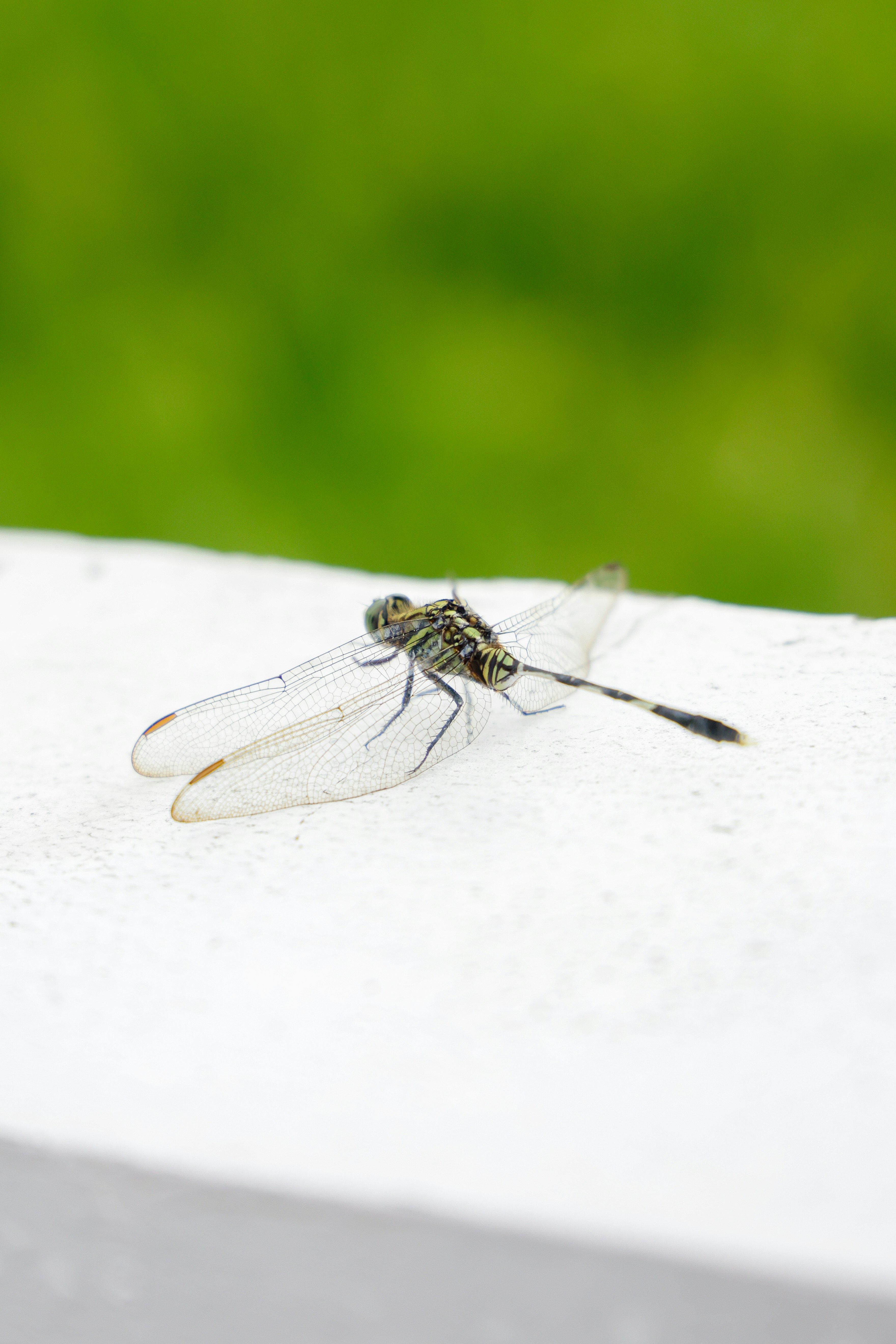 tropical mosquito wallpaper, wallpaper, Chikungunya Apakah Menular? Penjelasan & Pencegahan 6