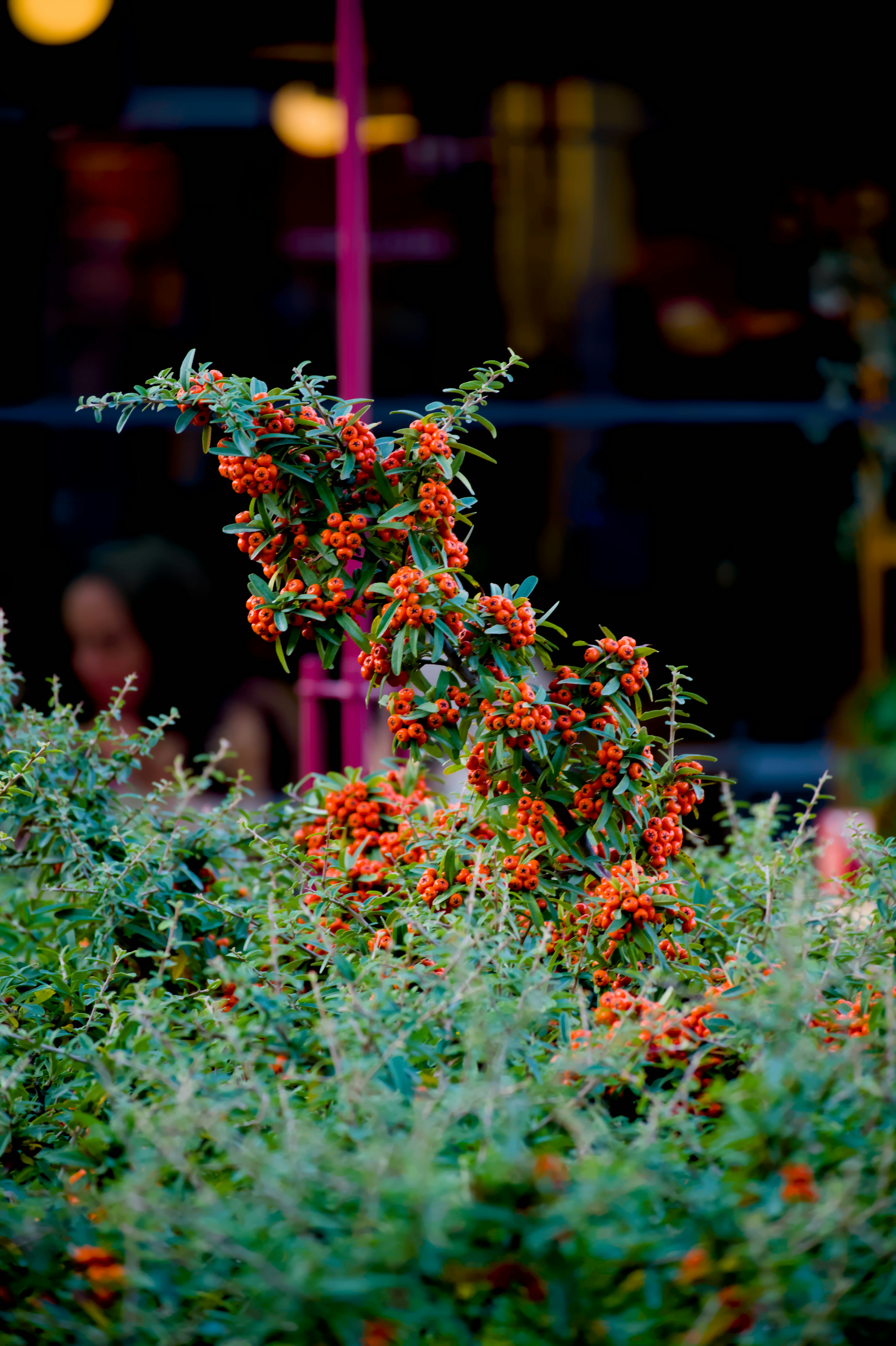 Un arbusto con bayas naranja brillante y hojas verdes.
