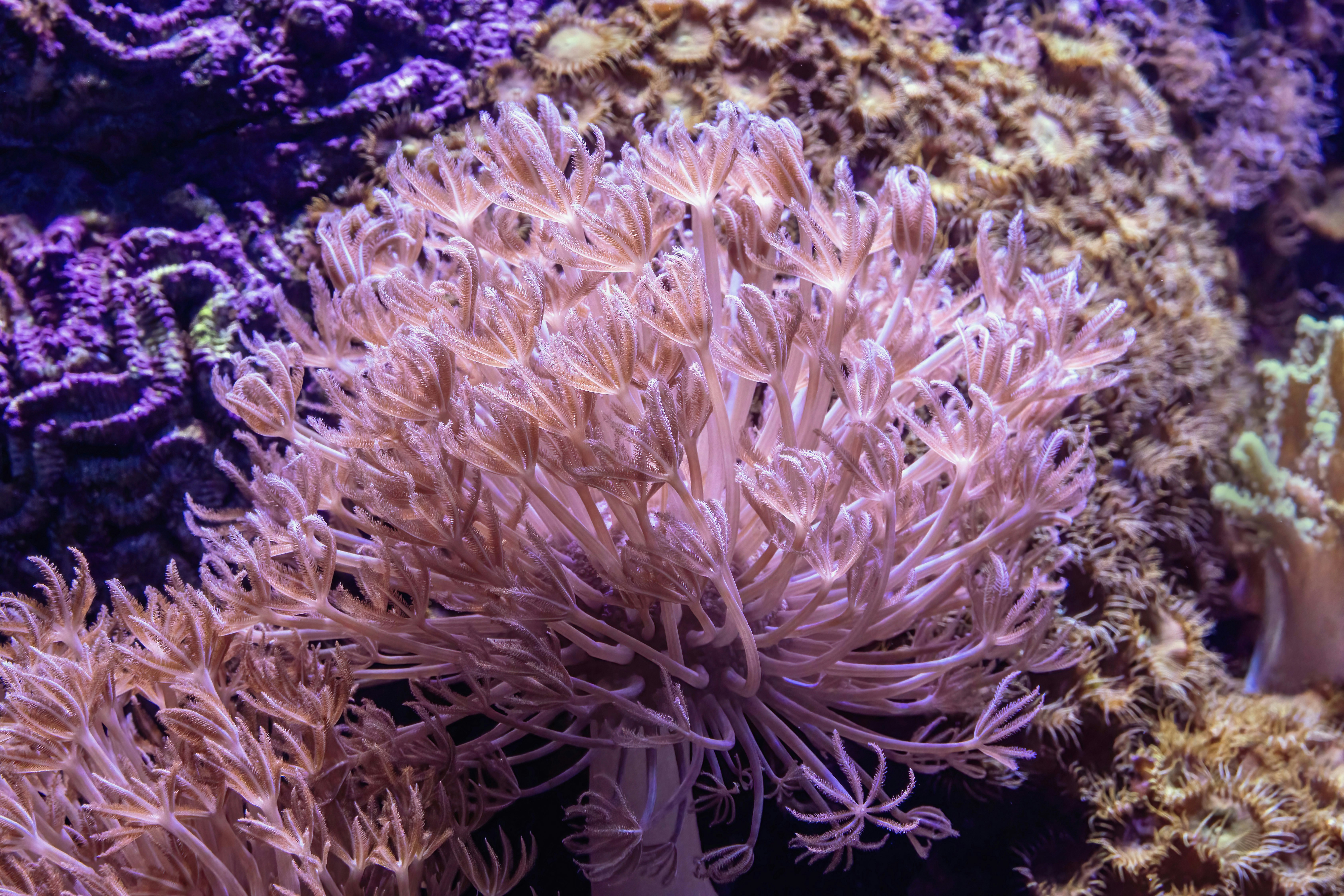 Close-up of a pink coral with purple coral in background