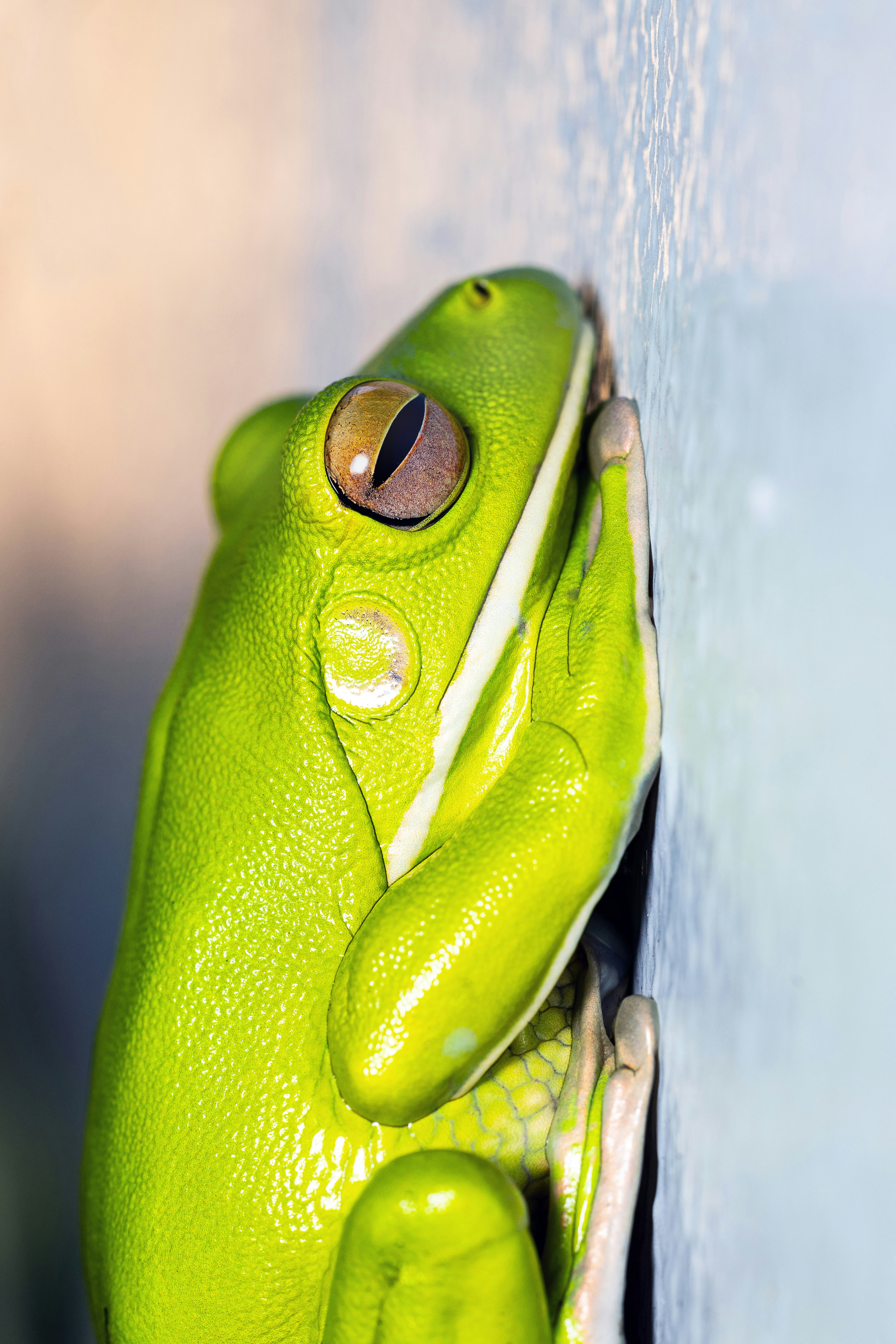 A bright green tree frog clings to a textured wall.