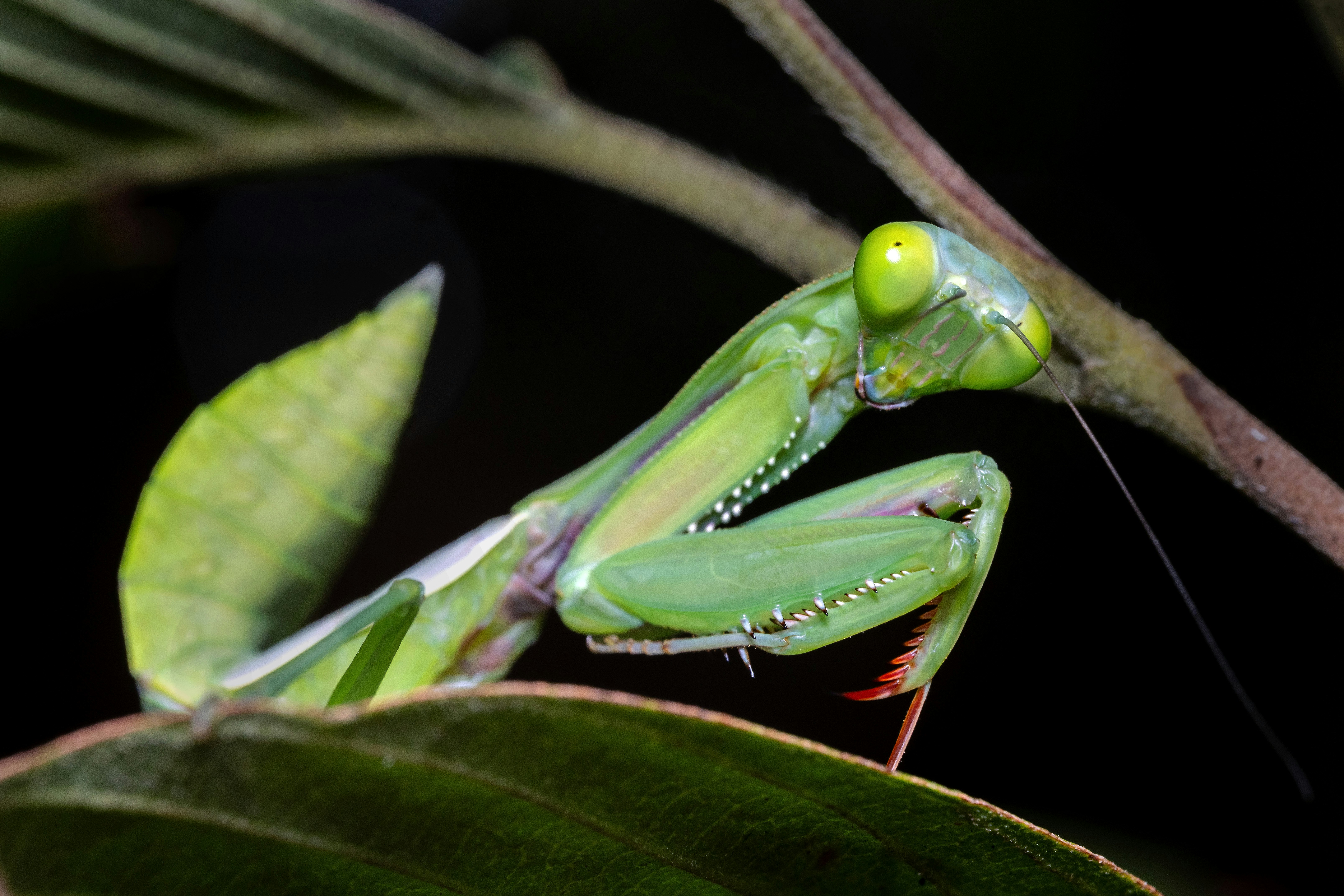 A green praying mantis rests on a branch.
