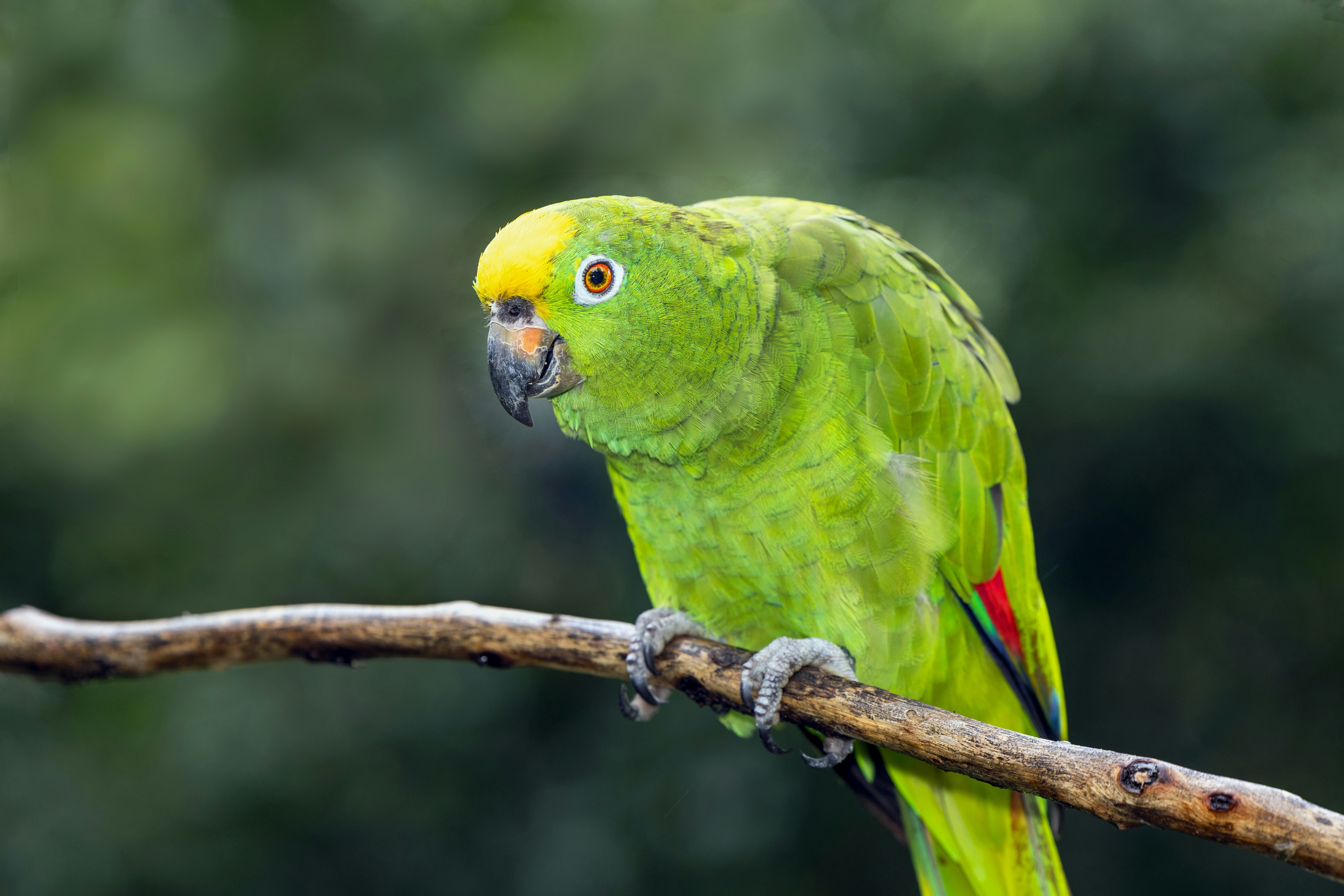 A yellow-headed parrot perched on a branch