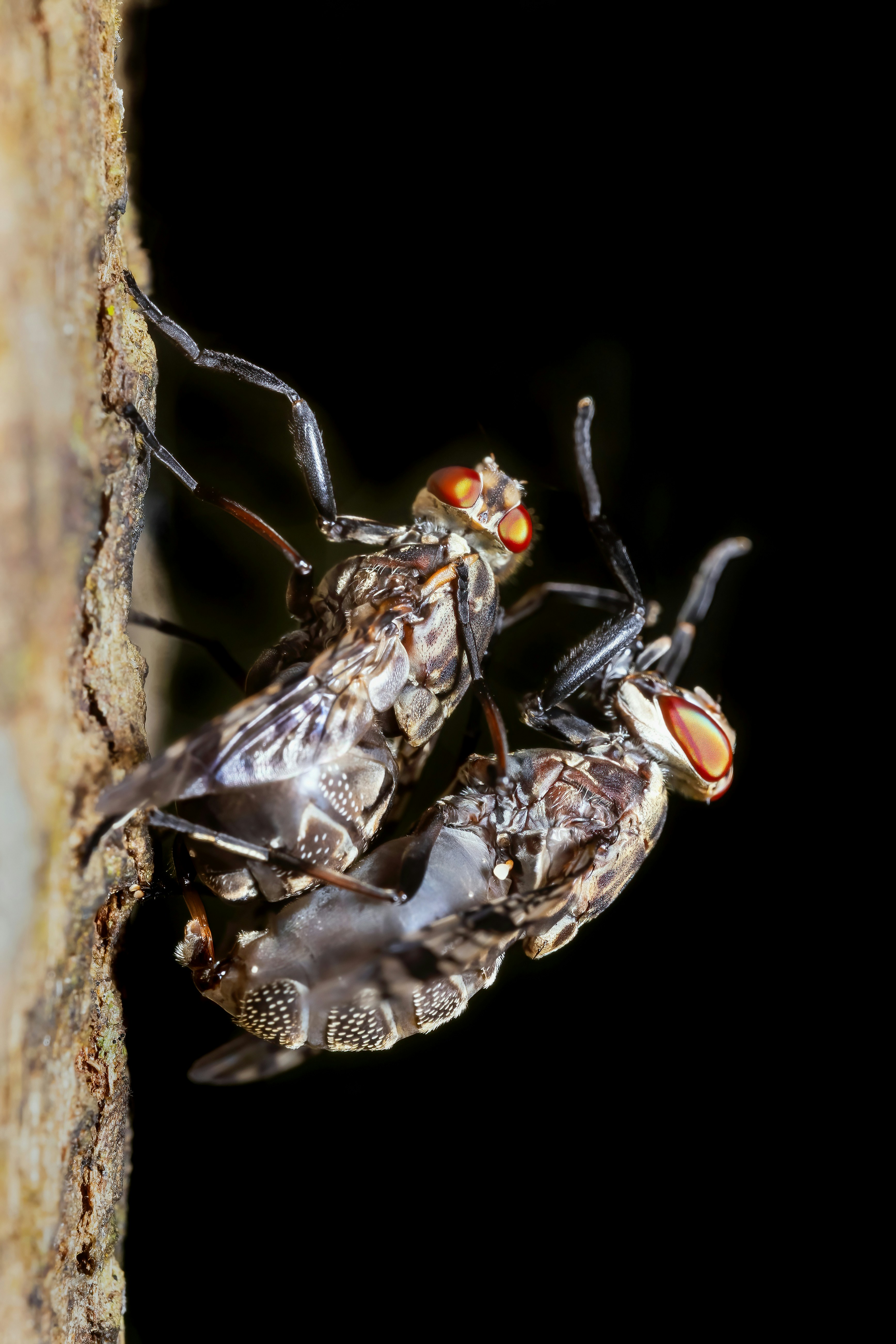 Two flies mating on a tree trunk