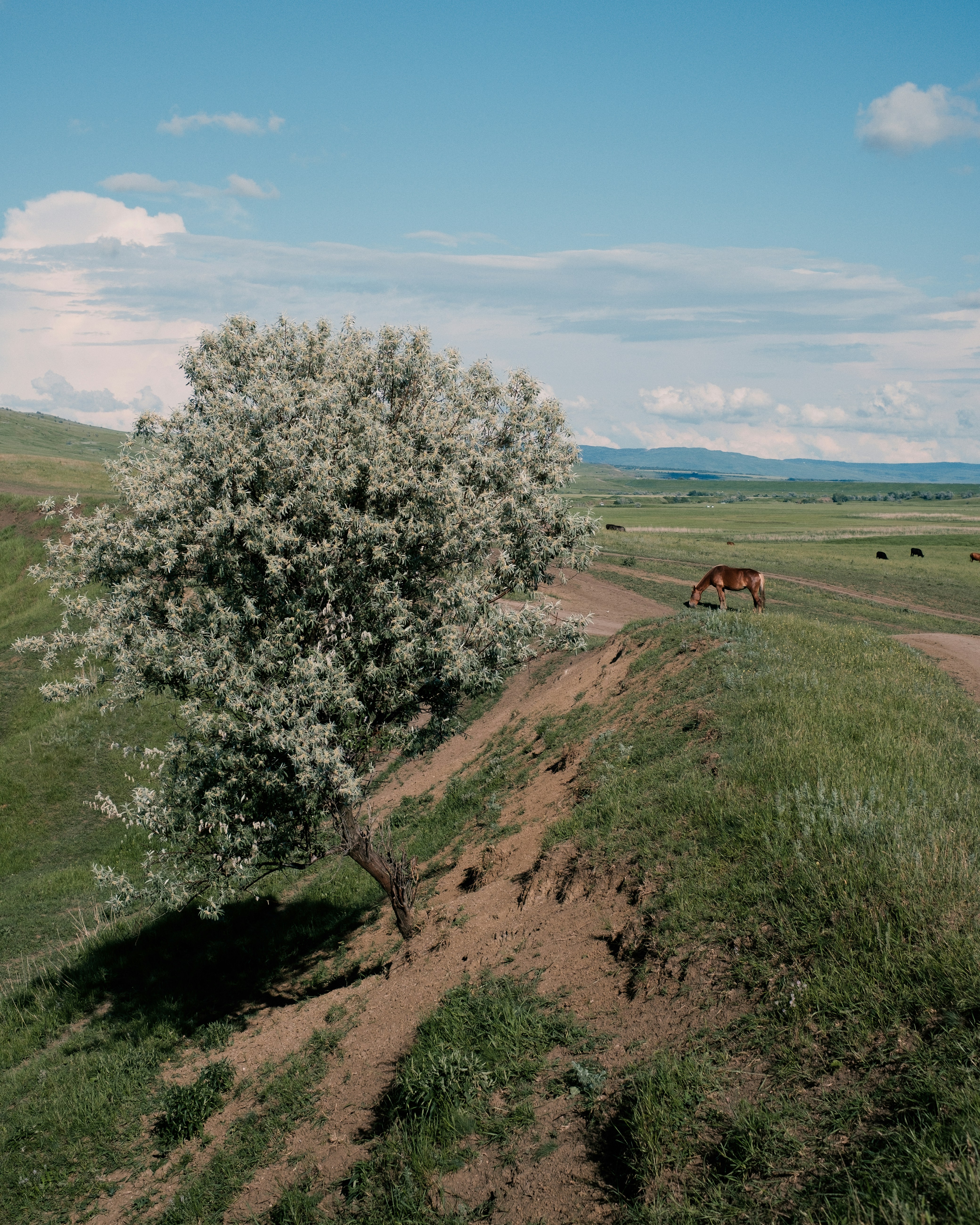 A lone horse grazes near a flowering tree.
