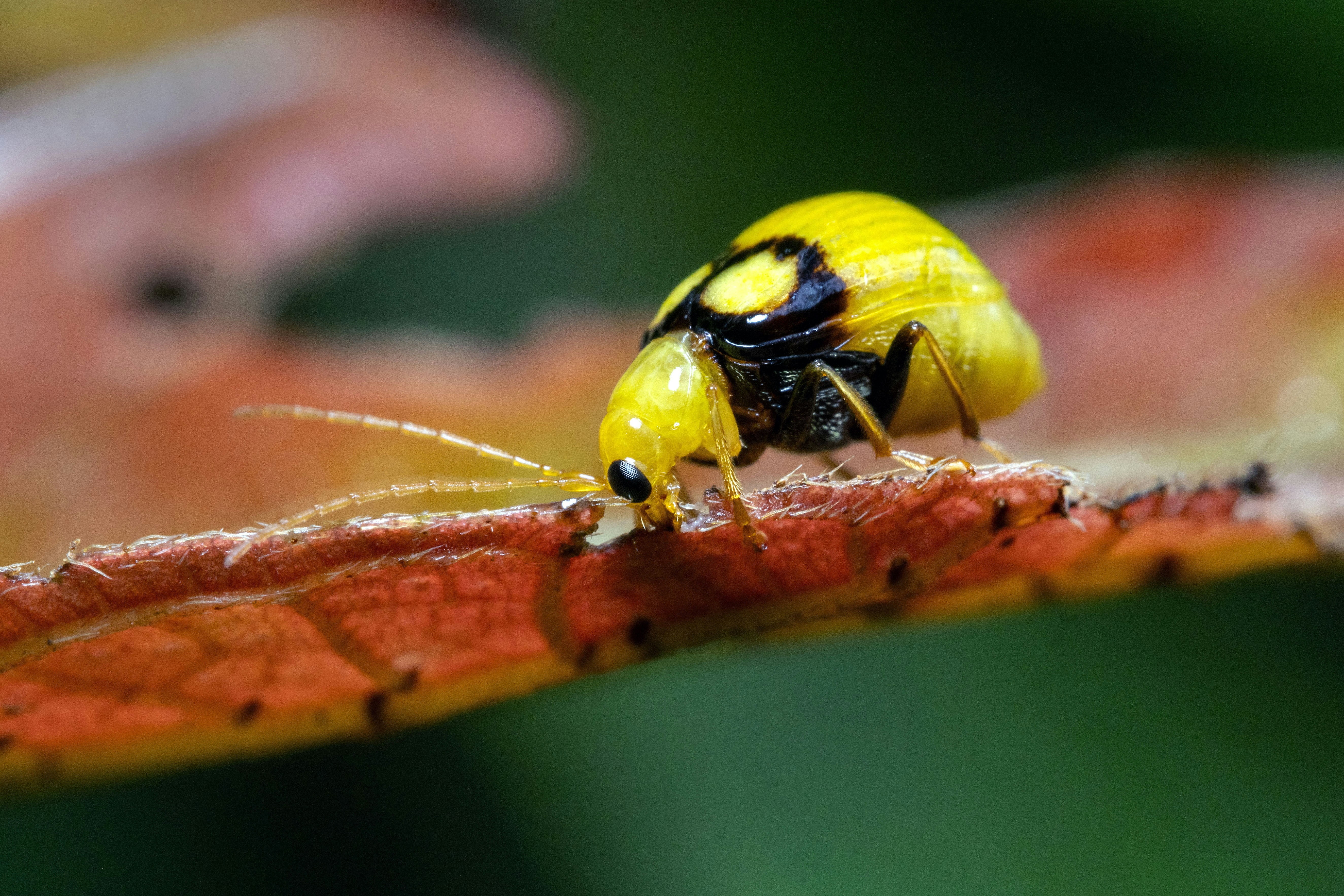 A small yellow beetle with black markings on a leaf.