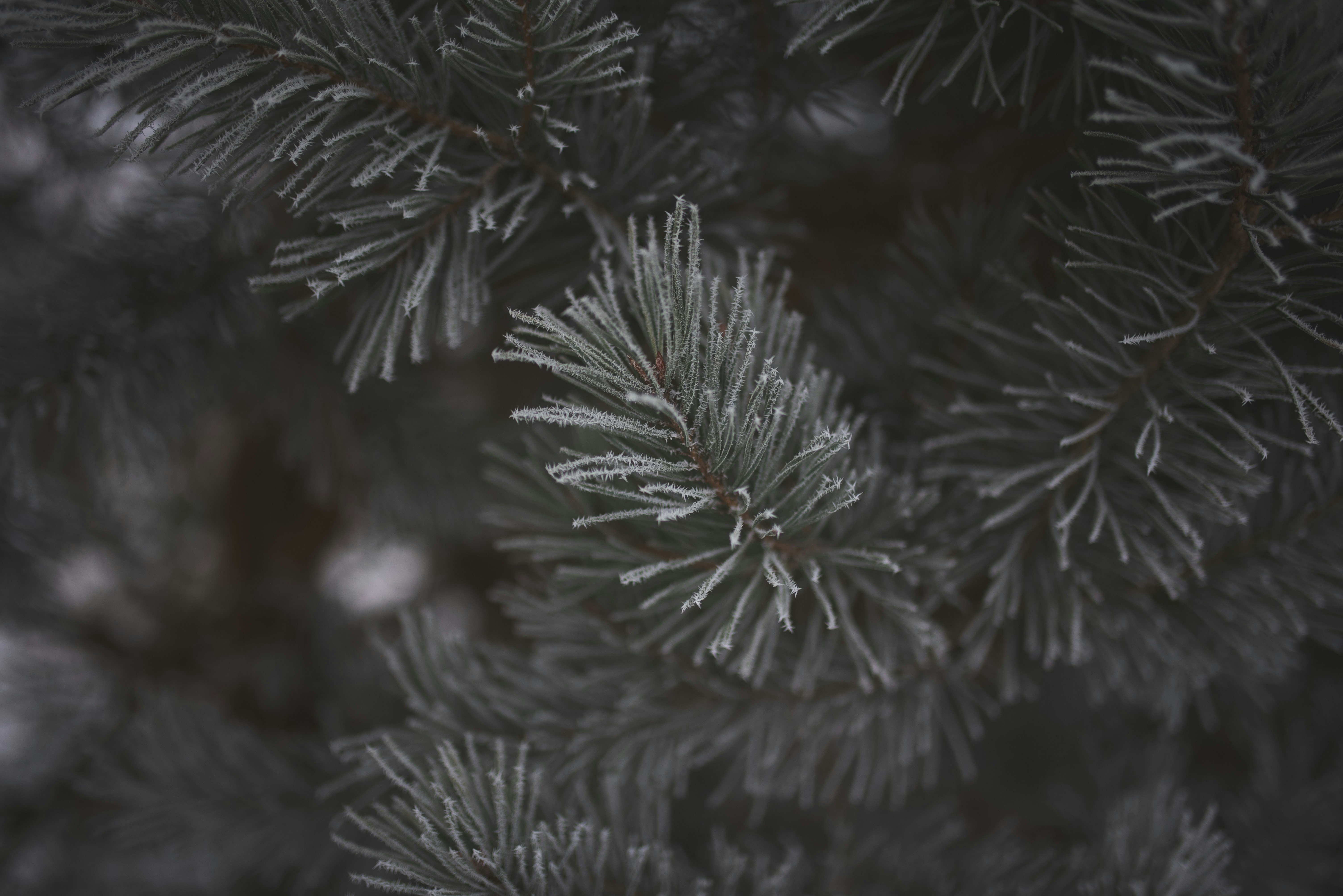 Photo by witchyrefuge