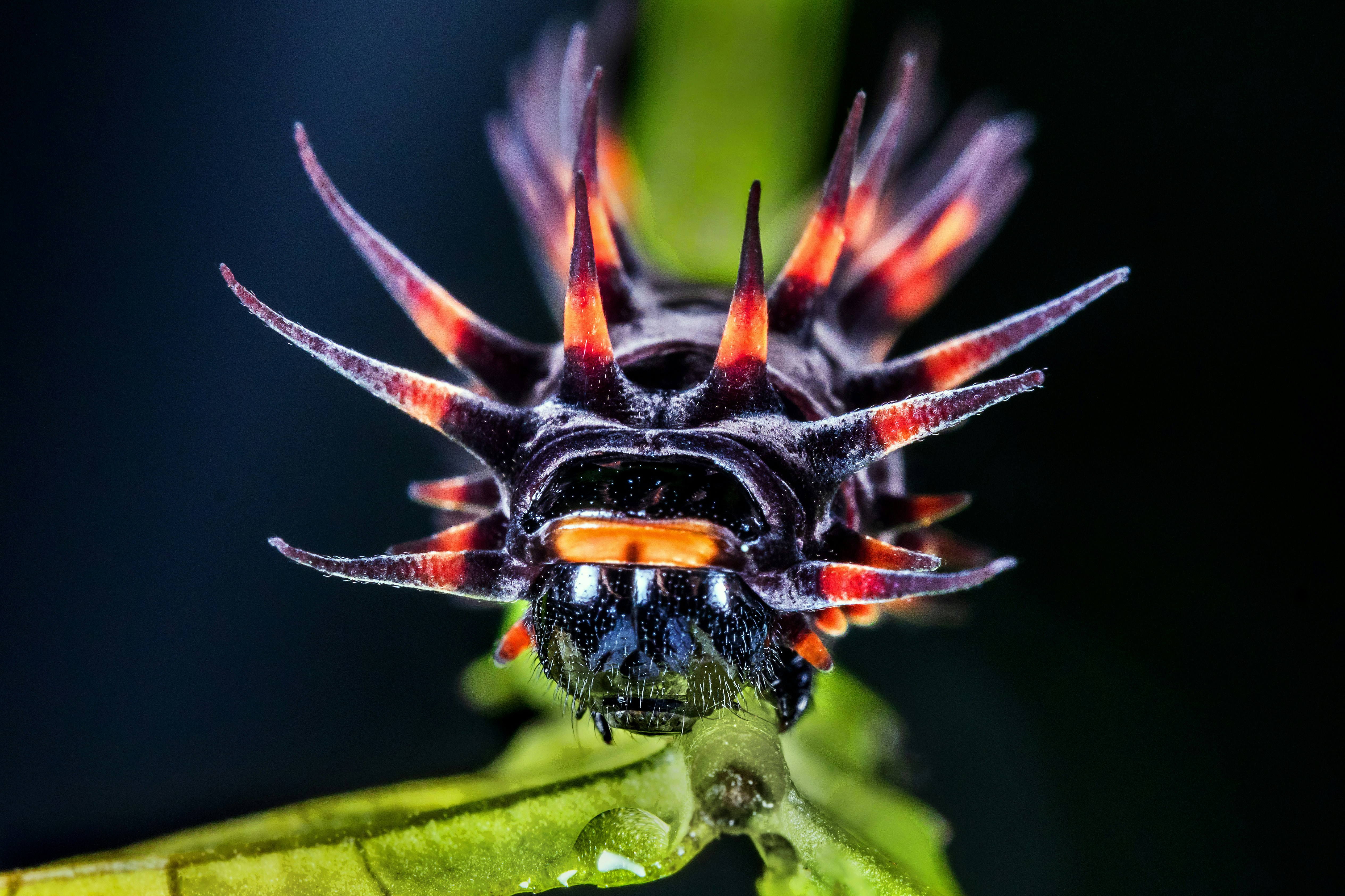 A spiky caterpillar with orange and black markings