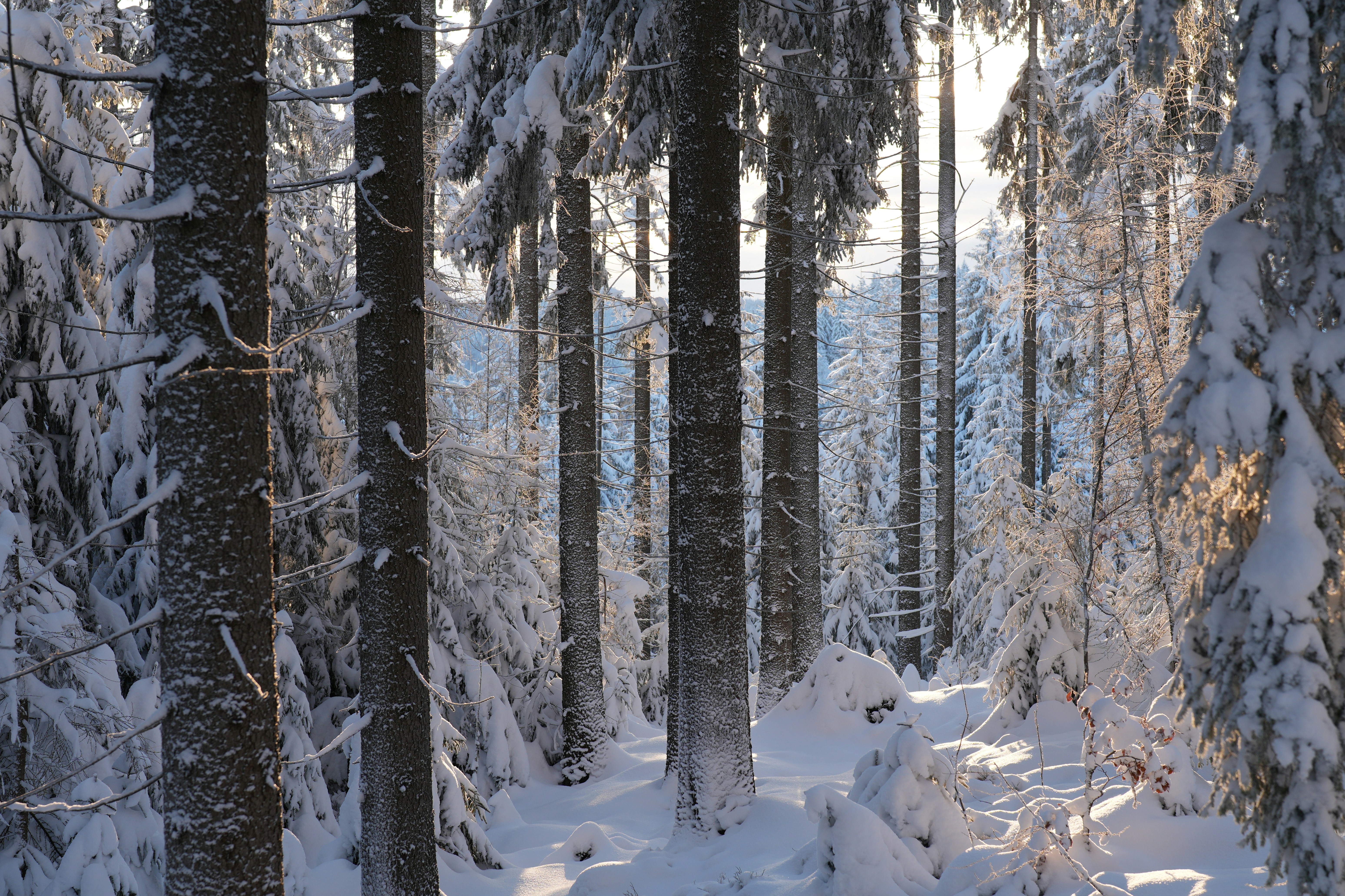 Snowy forest path with sunlight filtering through trees