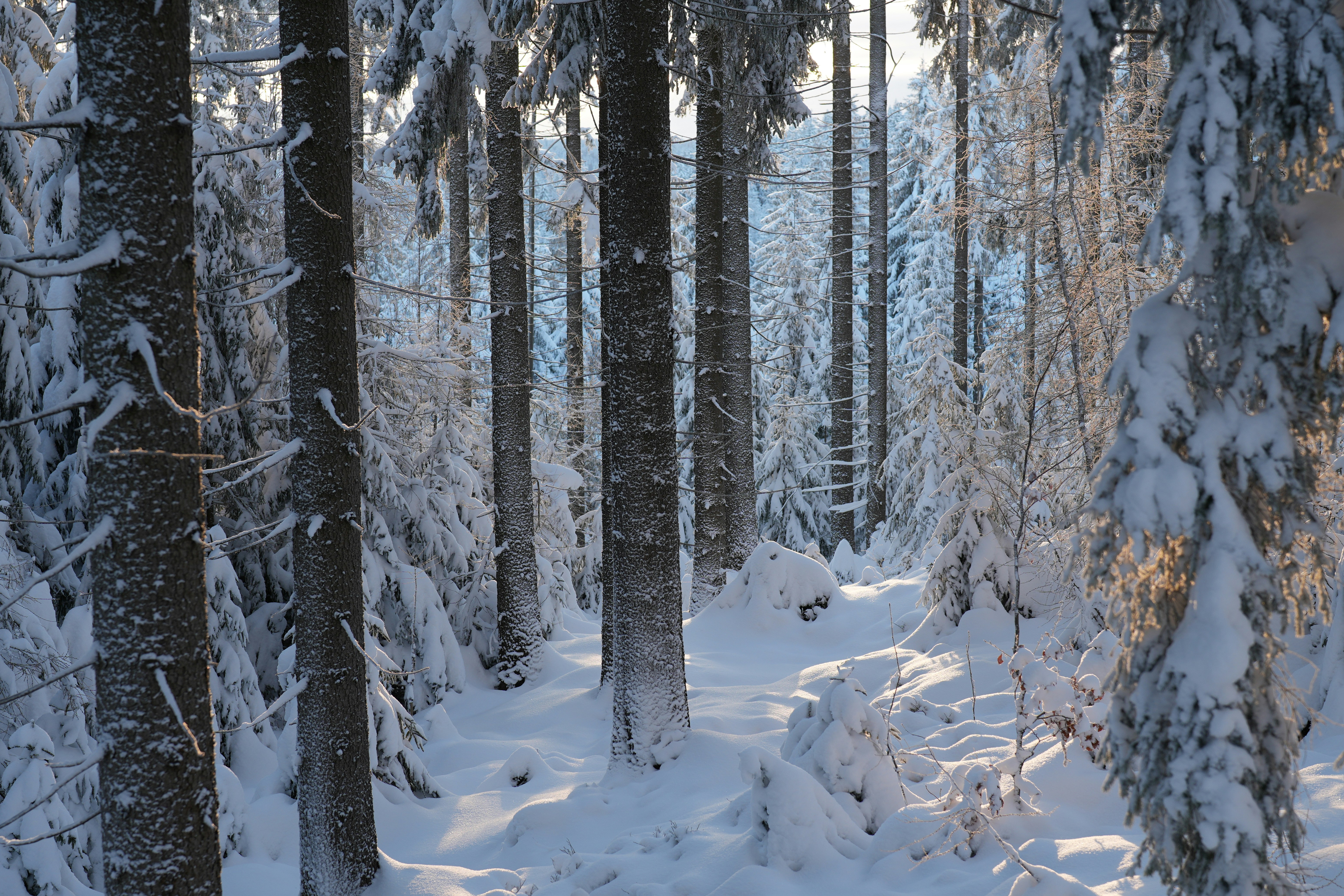Snowy forest path with tall trees in winter.