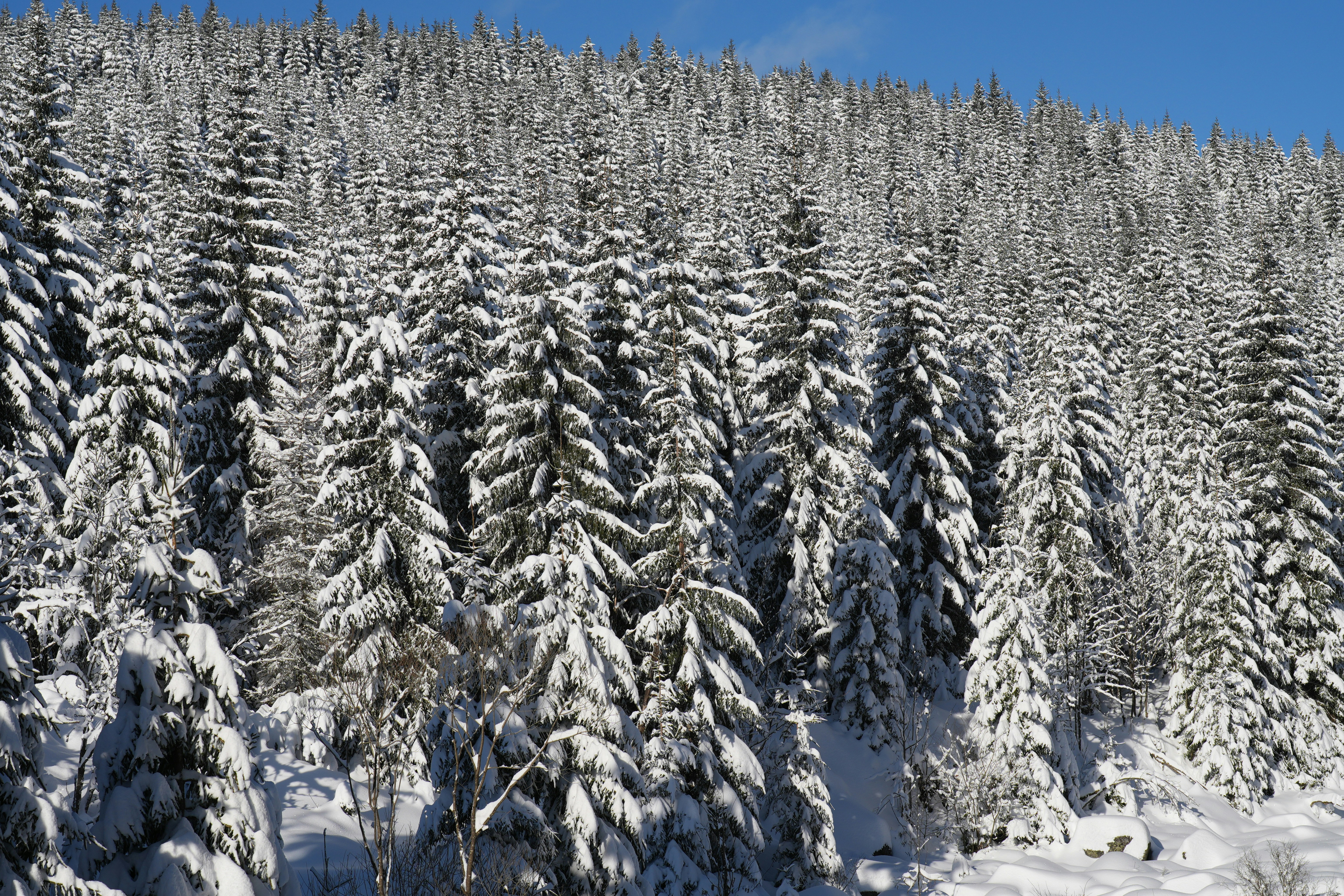 Snow-covered pine trees on a sunny day.