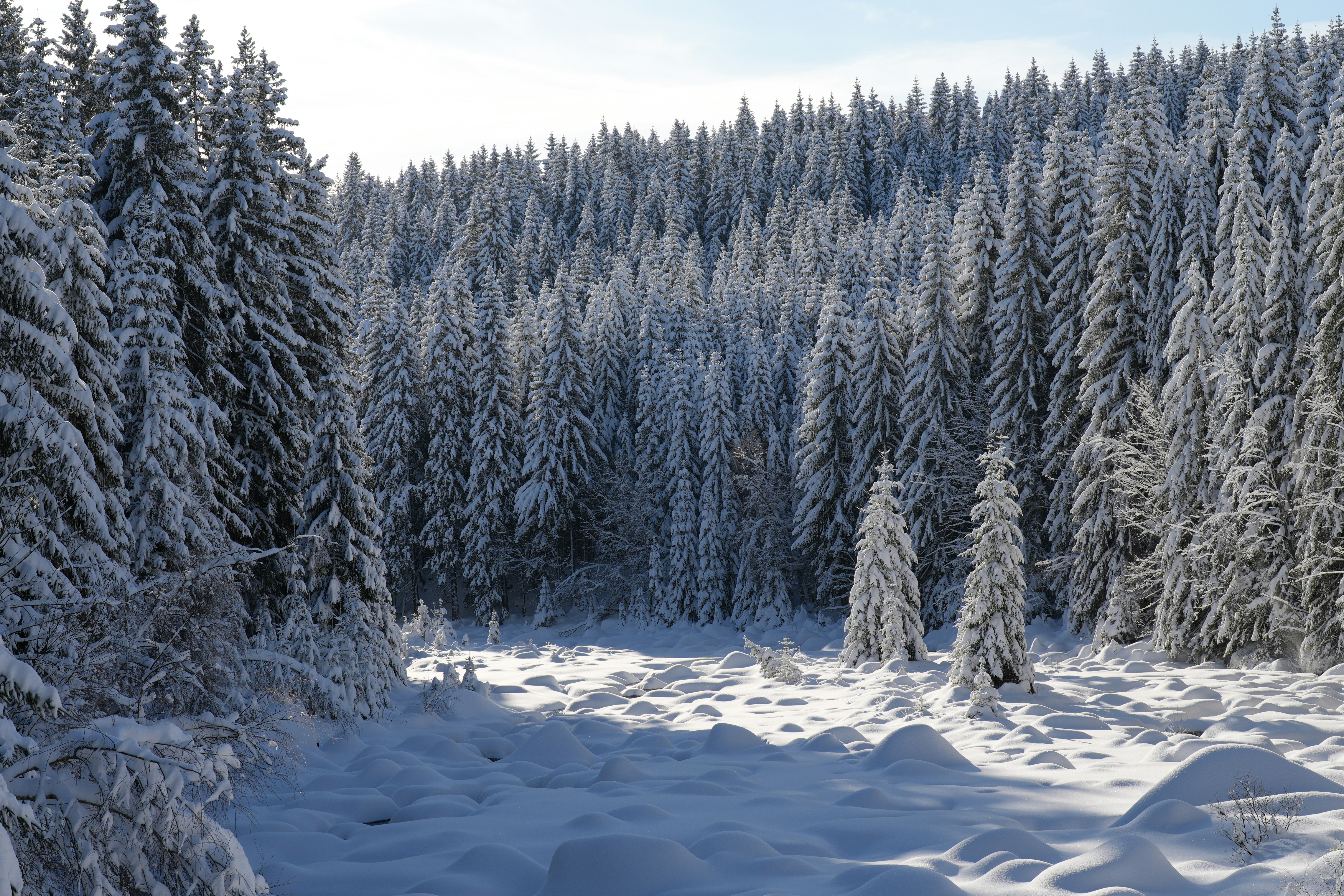 Snow-covered evergreen forest with sunlight on the ground.
