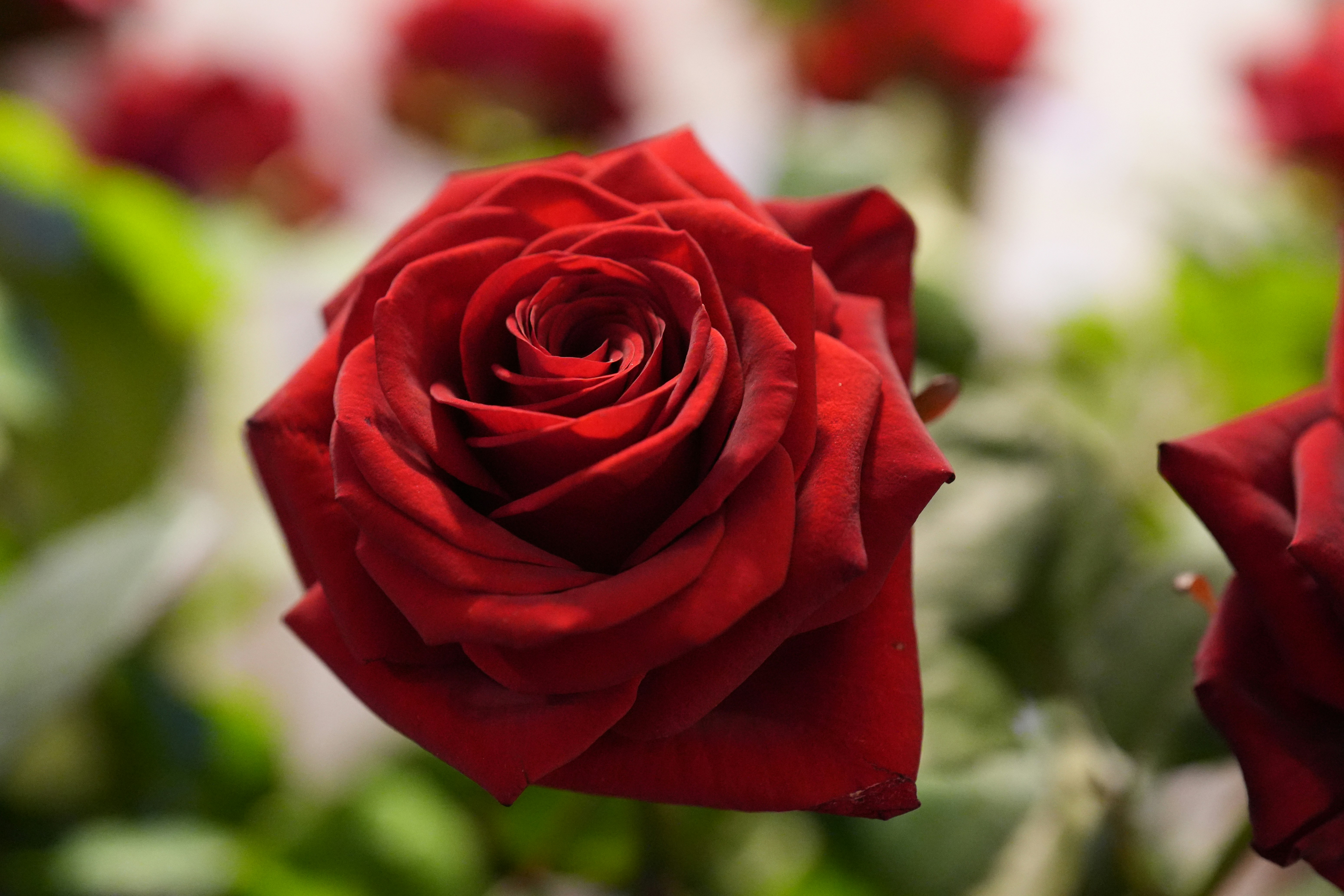 A close-up of a vibrant red rose in bloom.