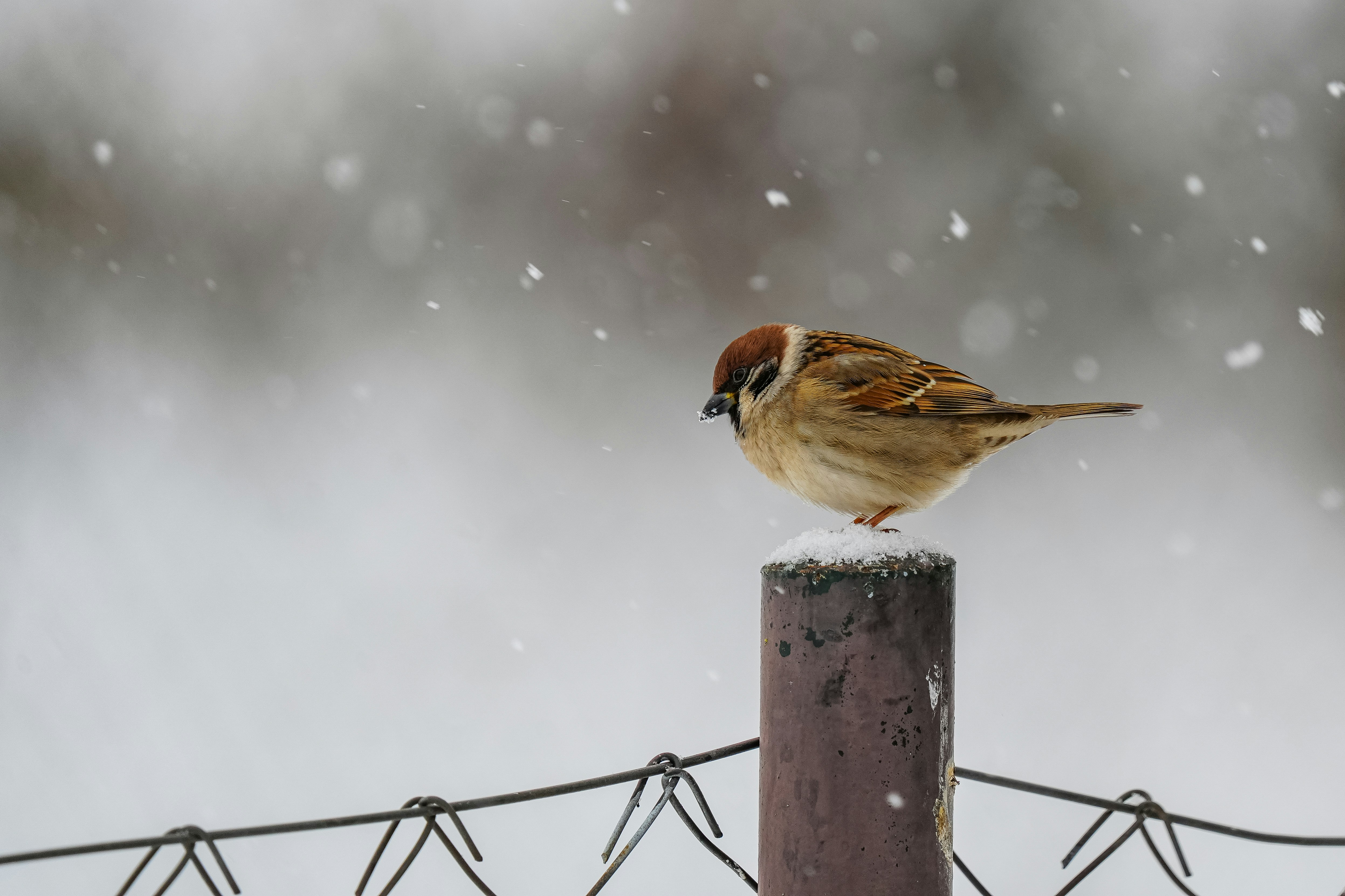 A sparrow perches on a fence post during a snowfall.