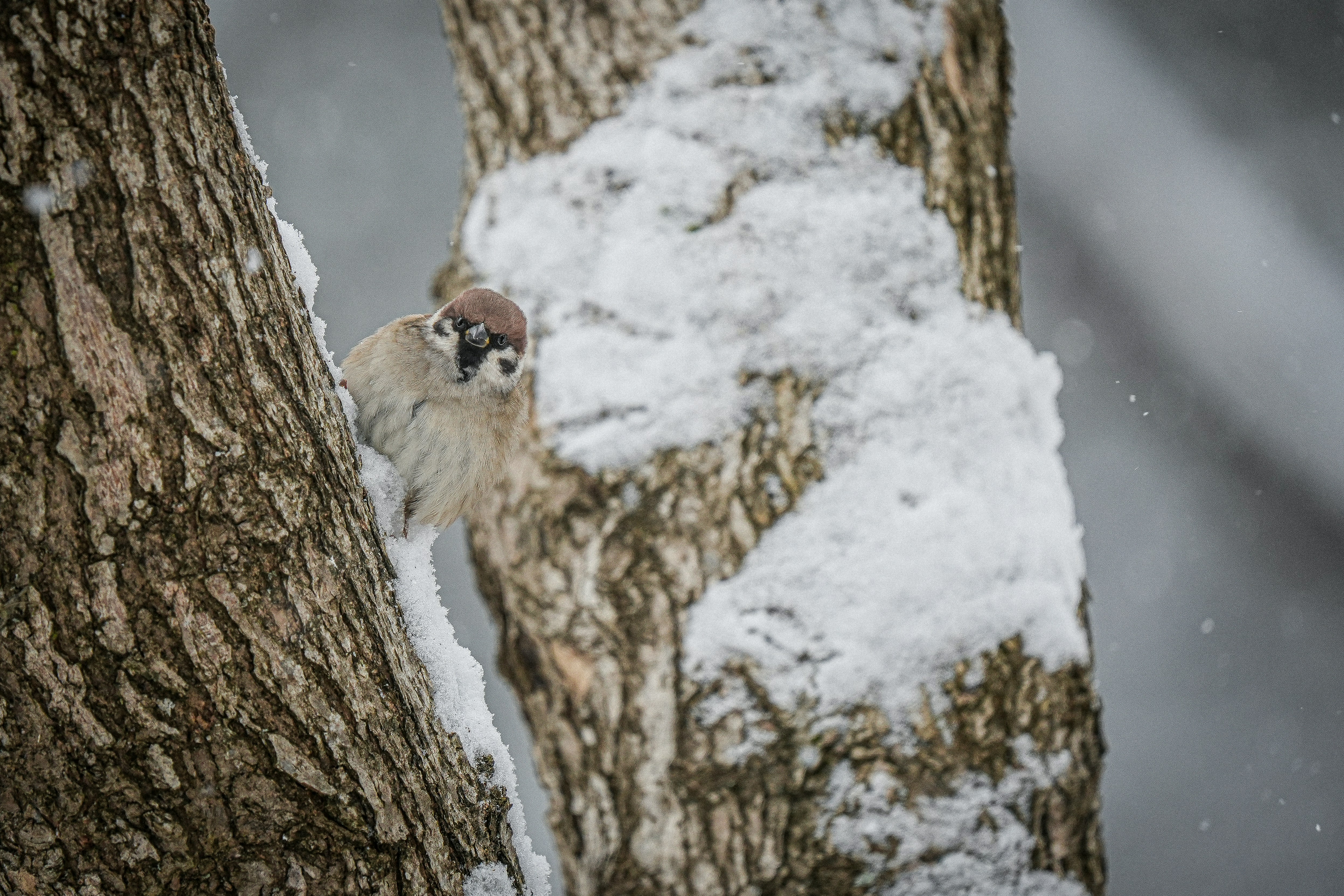 A small bird peeks from a snow-covered tree.