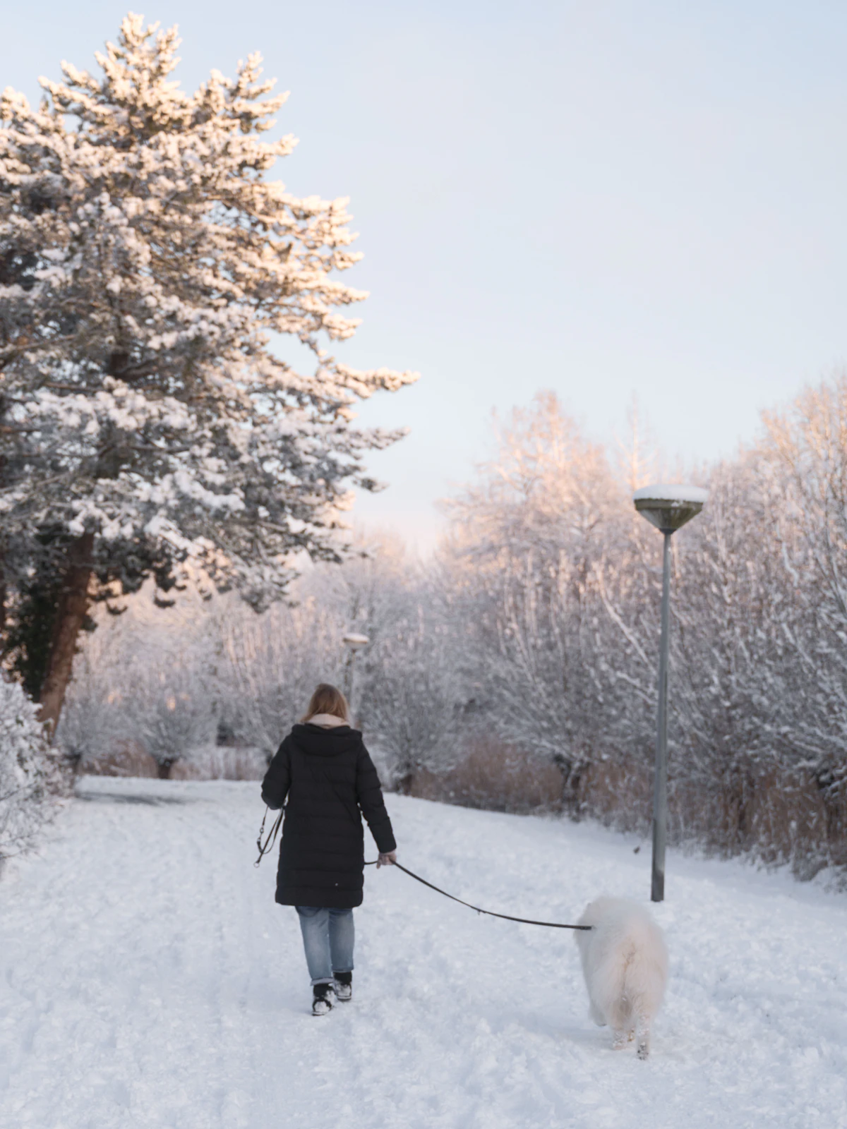 A woman walks her dog along a snowy tree-lined path on a quiet winter day