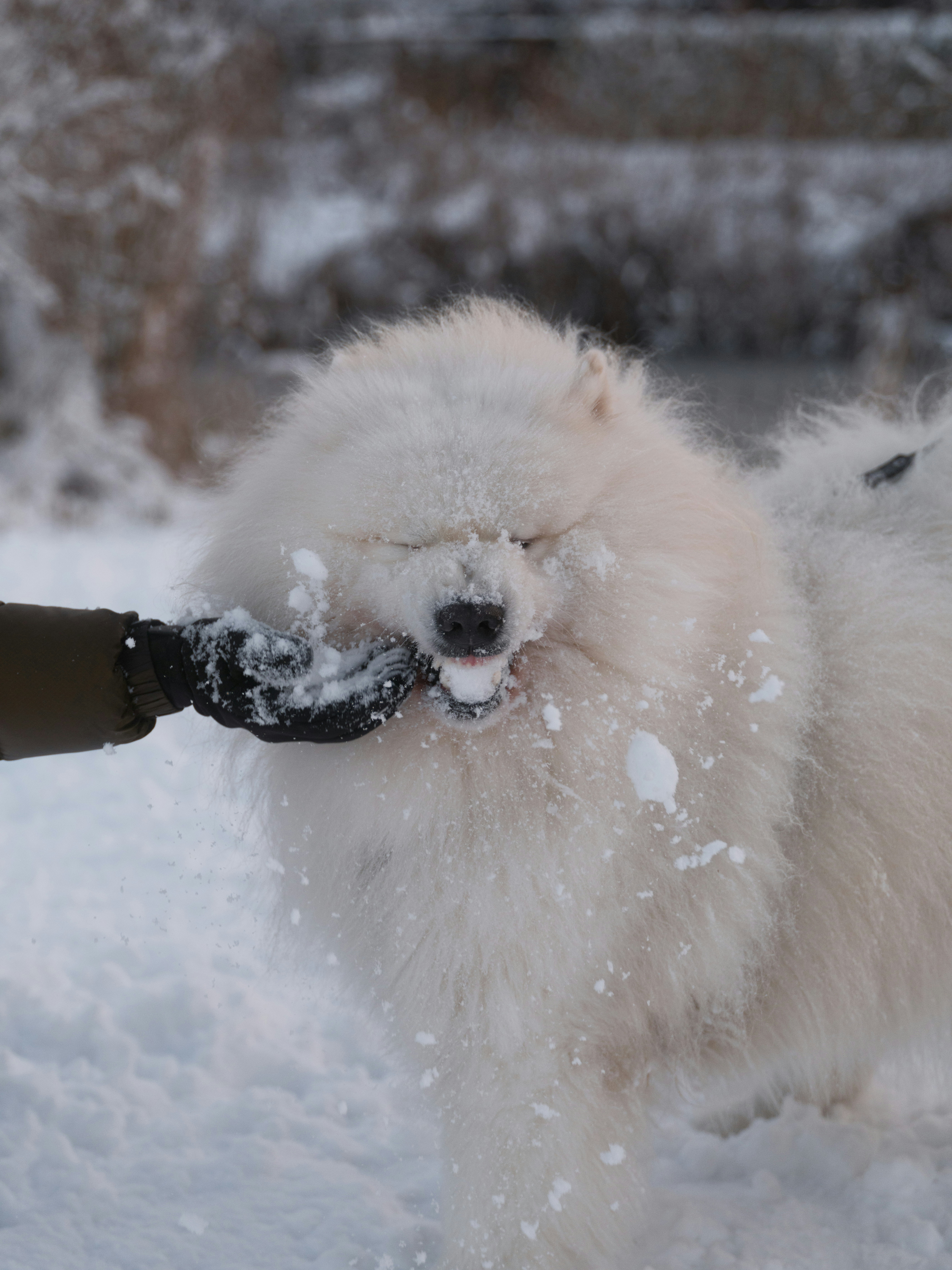 Fluffy white dog playing in snow showing natural winter to spring coat transition