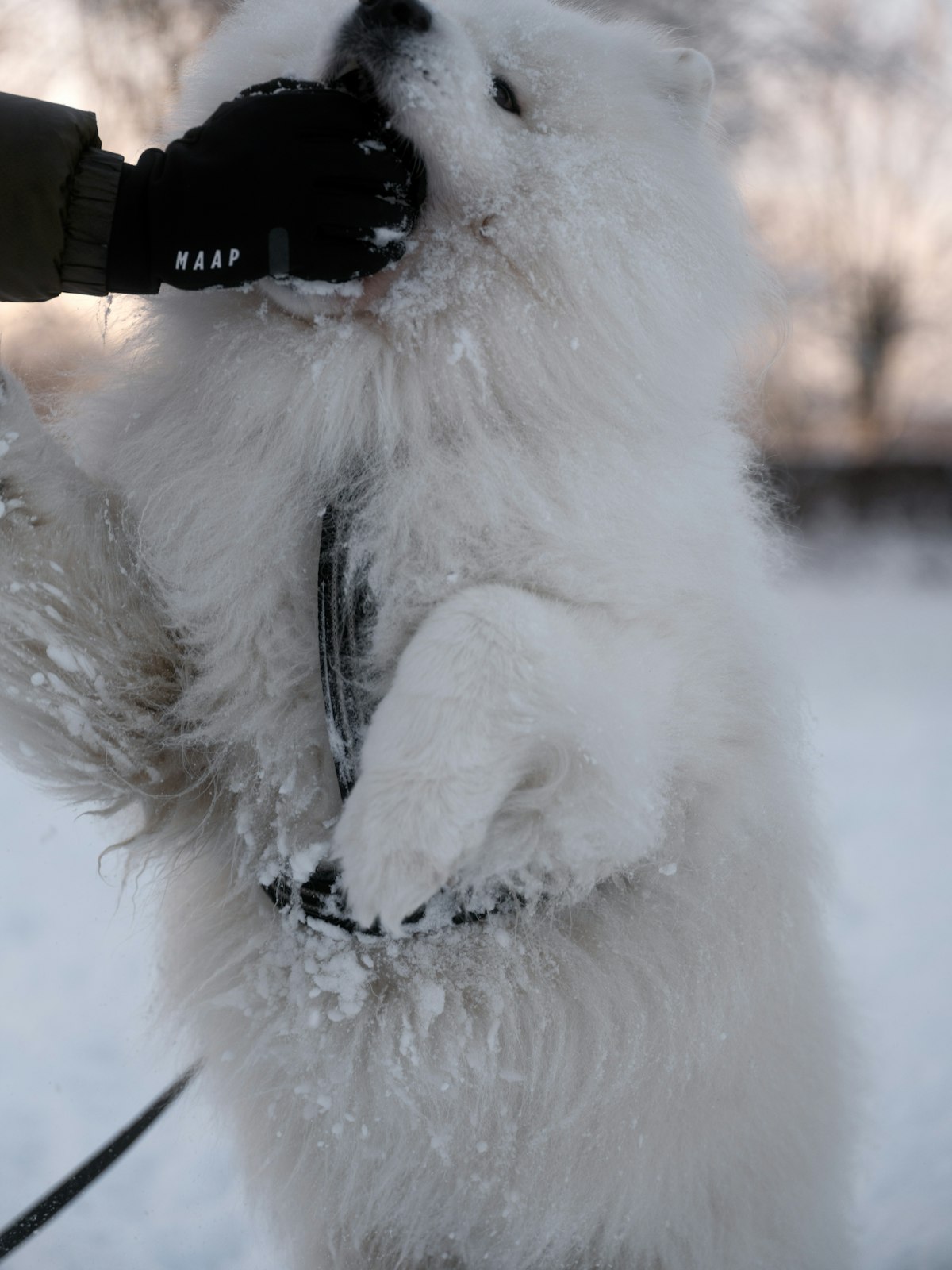 Fluffy white dog playing in snow - outdoor heated dog bowl with long cord