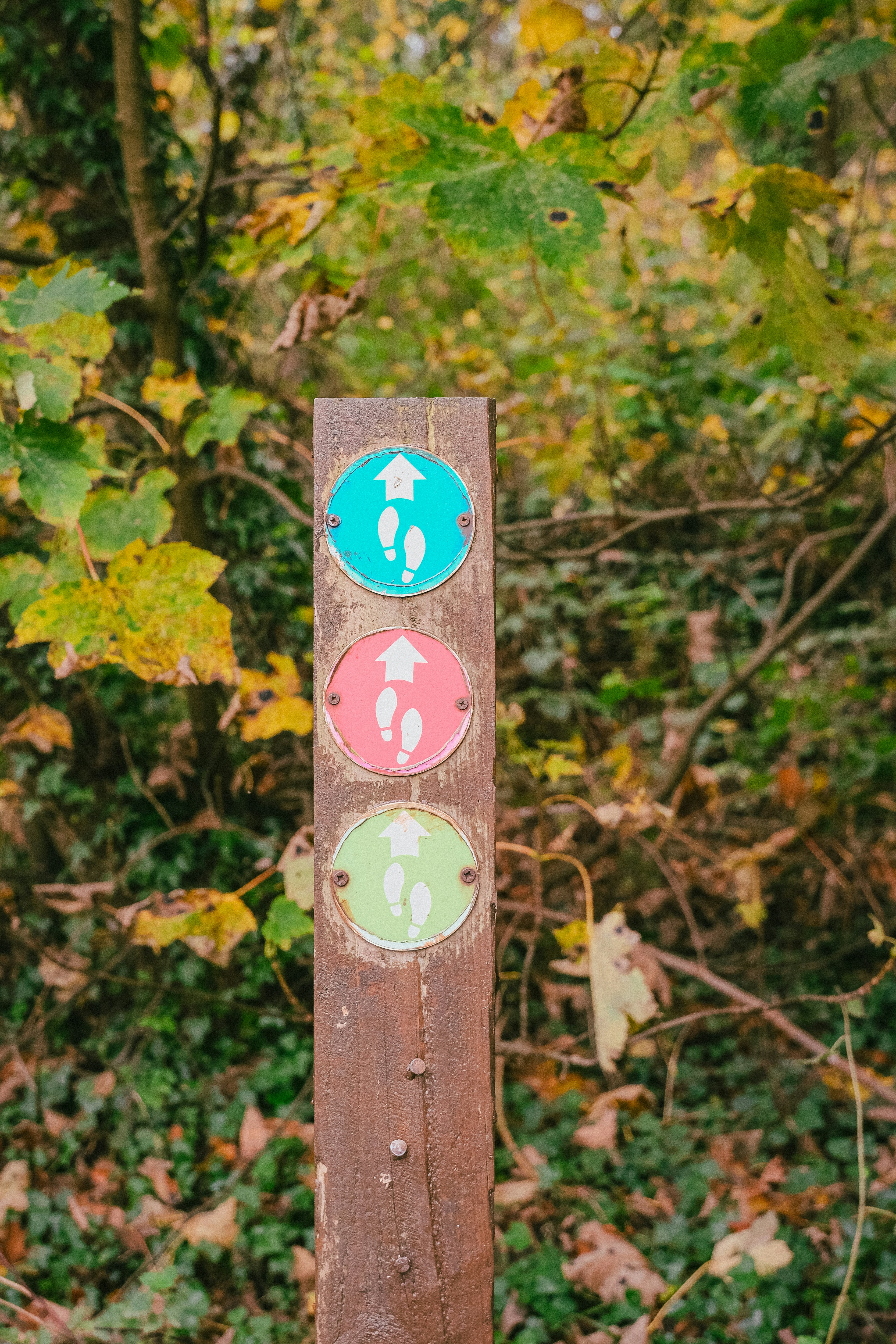 Wooden post with three colored trail markers
