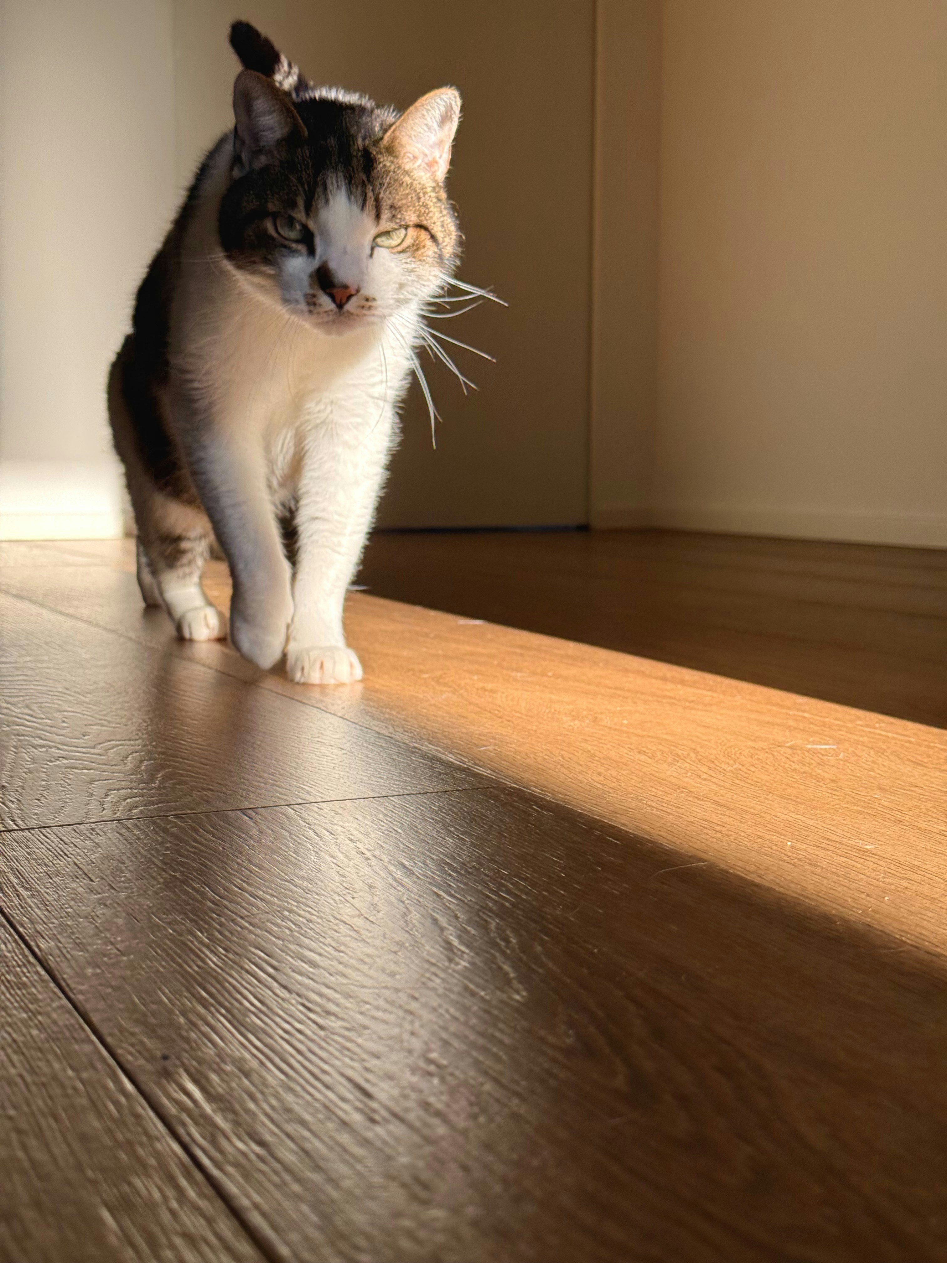 삼색 고양이가 나무 바닥을 걷고 있다.