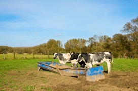 Cows drinking water from a trough in a field.