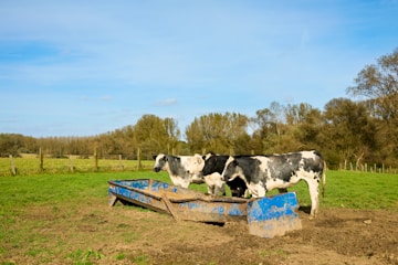 Cows drinking water from a trough in a field.
