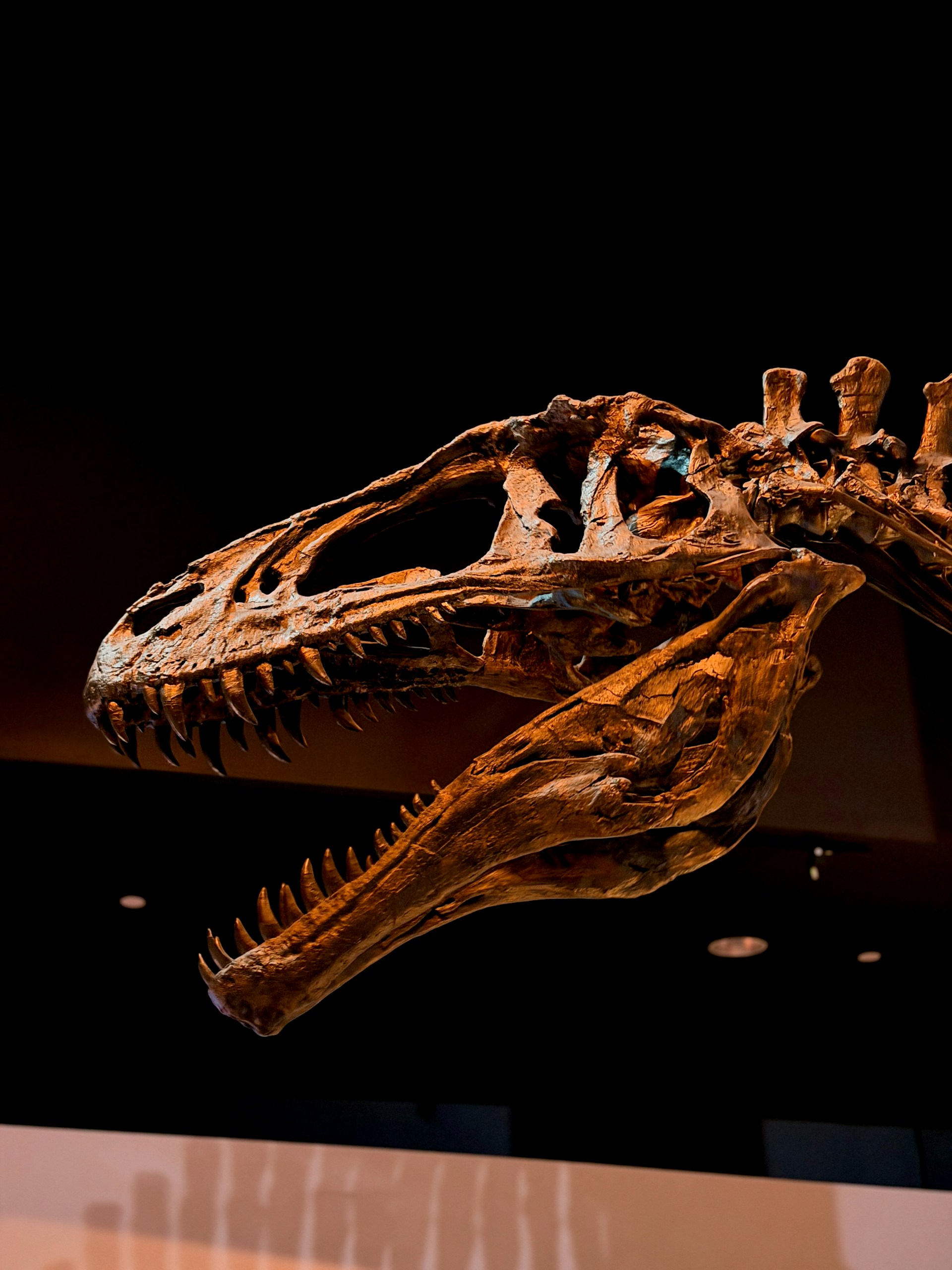 Fossilized dinosaur skull with sharp teeth on black background