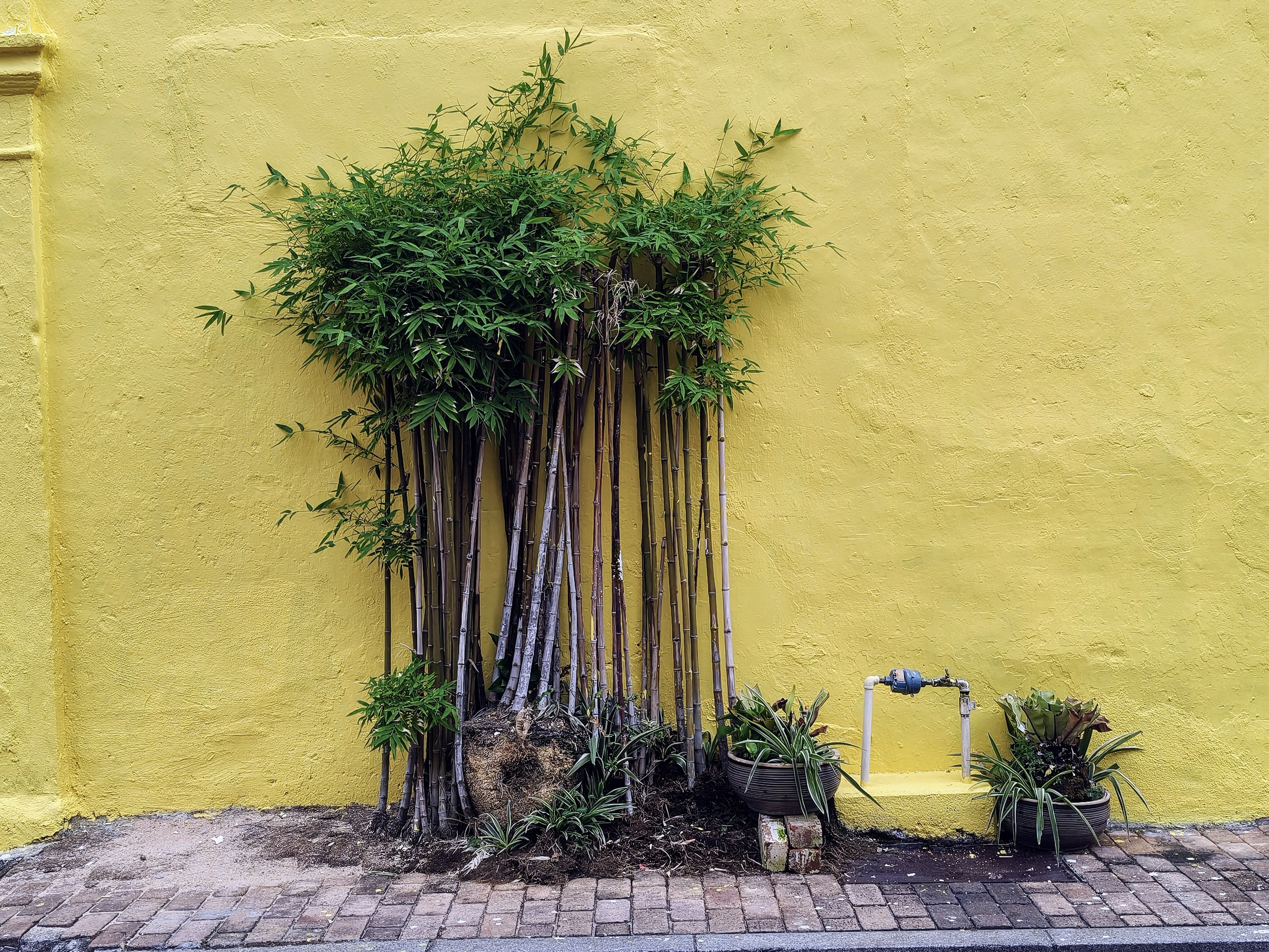 concrete plant wallpaper, wallpaper, Concrete Nursery: Stunning Before and After Transformations 6