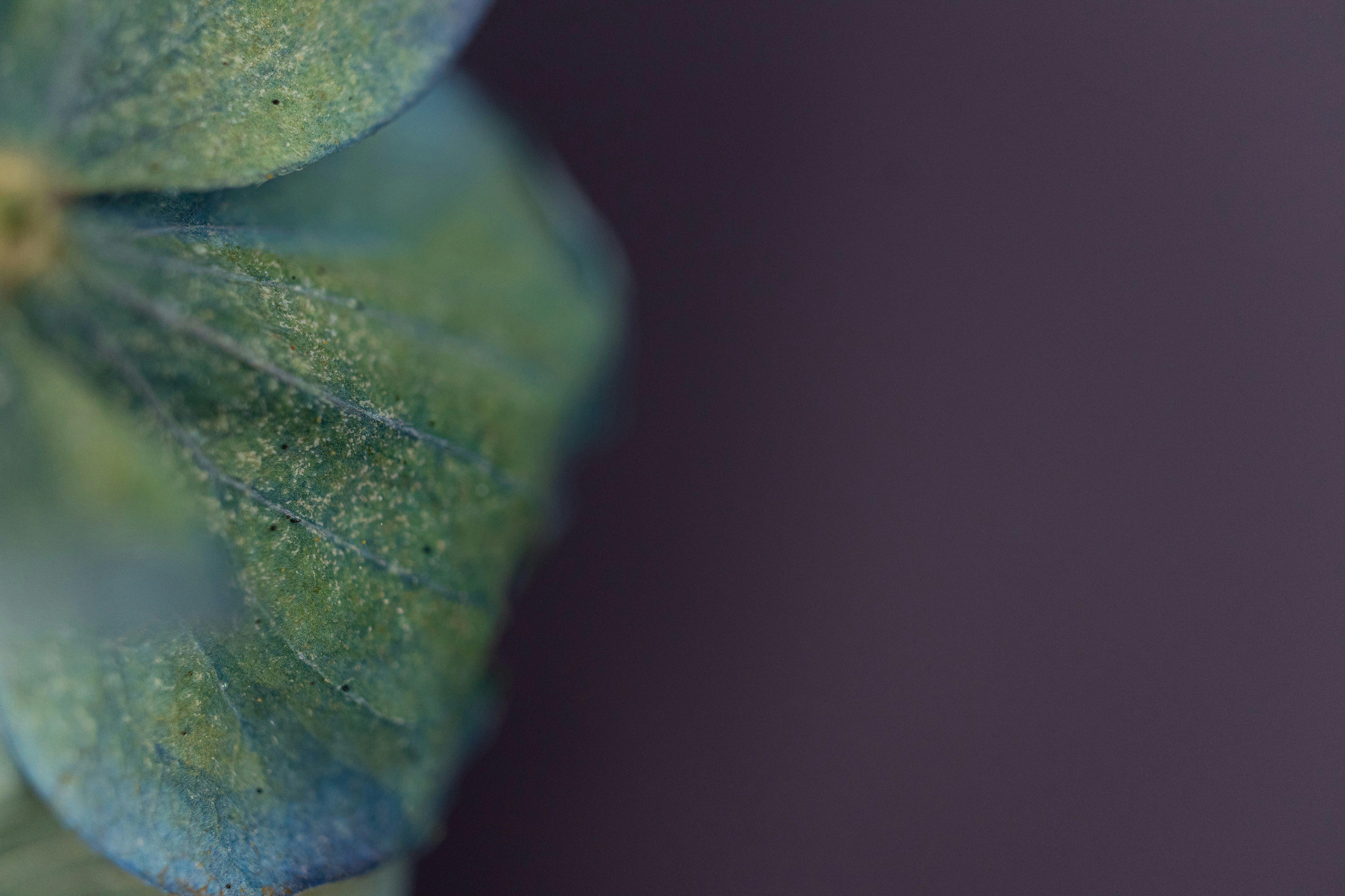 Close-up of a blue and green flower petal.