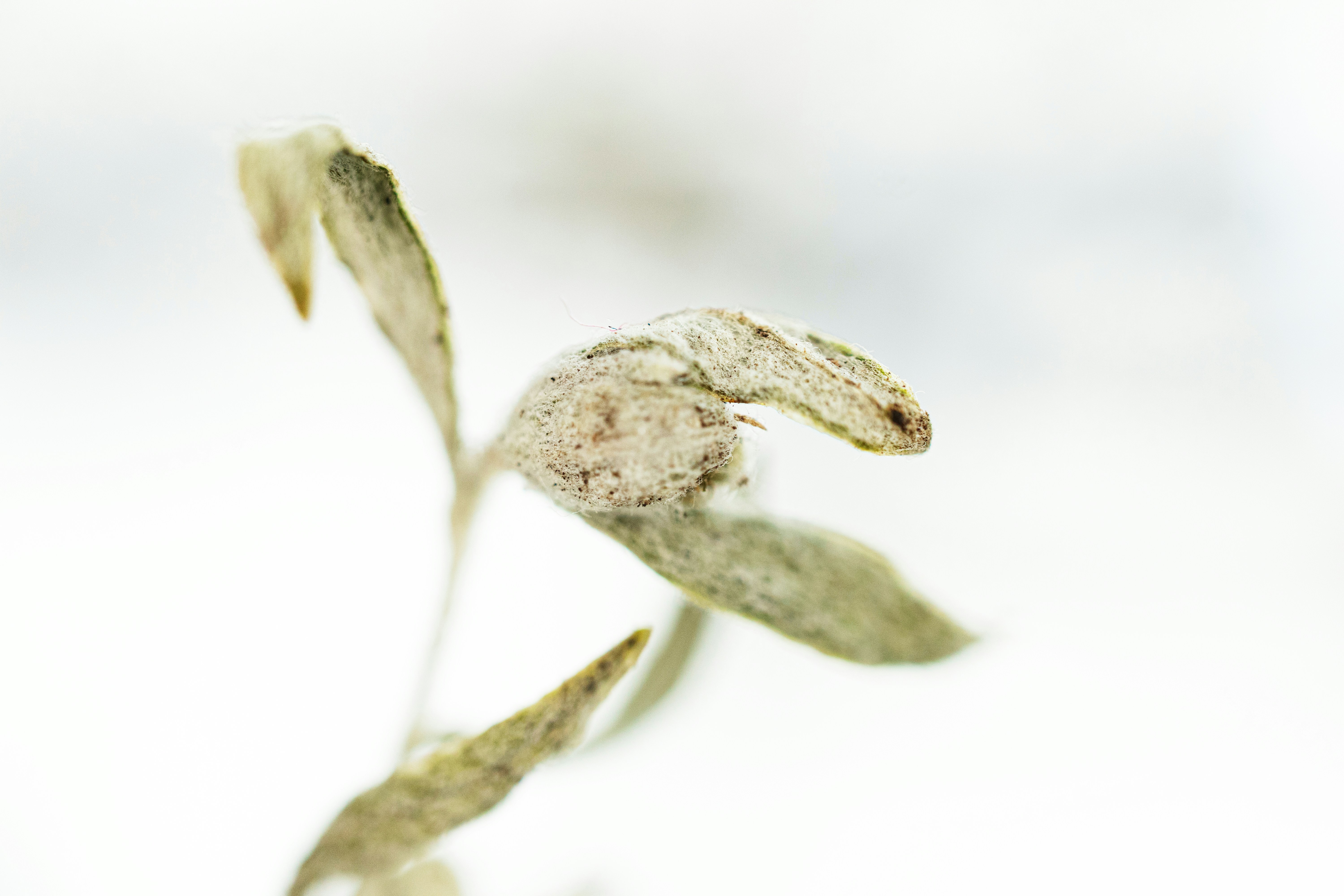 A delicate plant with dry leaves and a bud