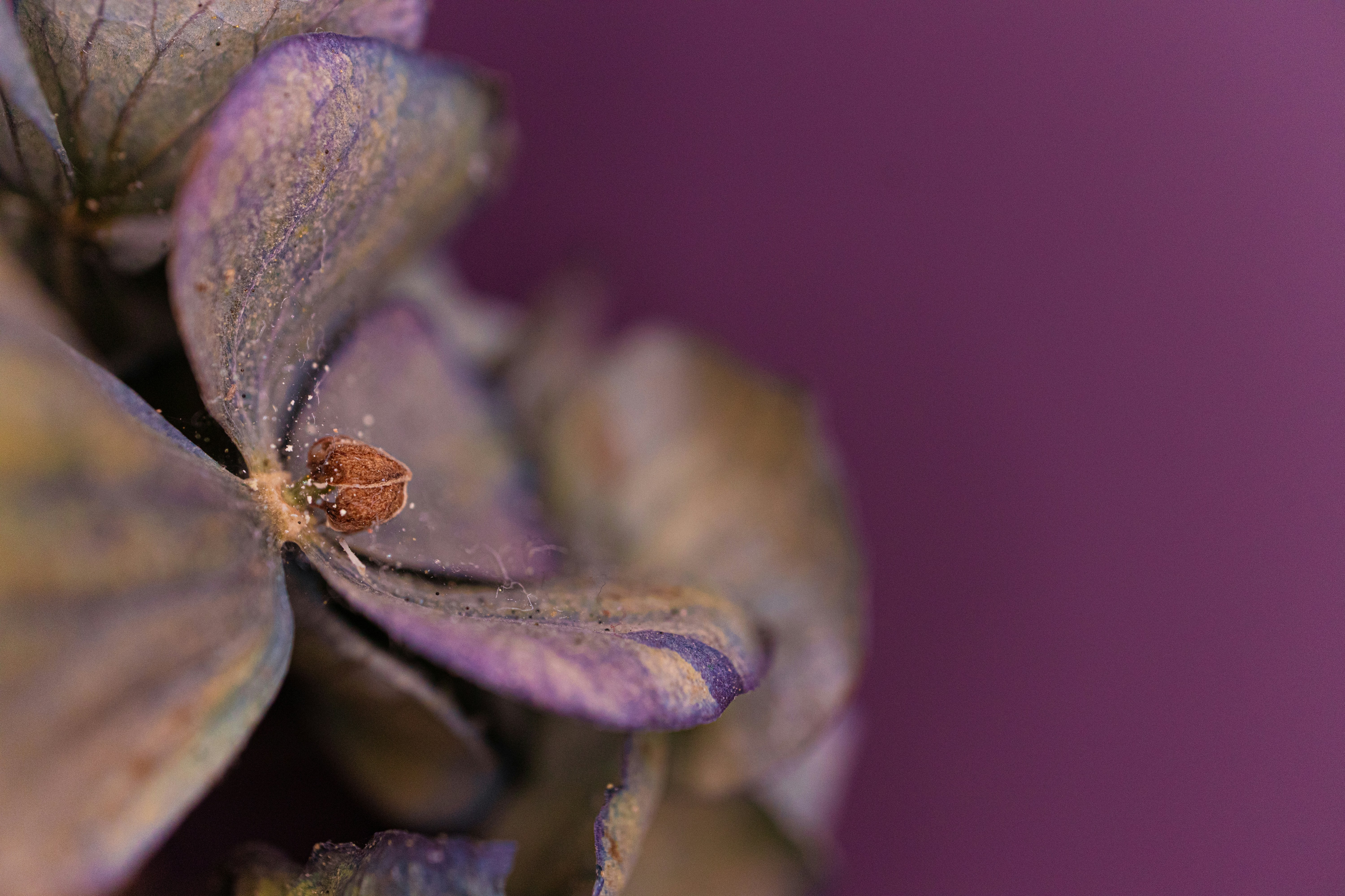 Close-up of a dried purple flower petal