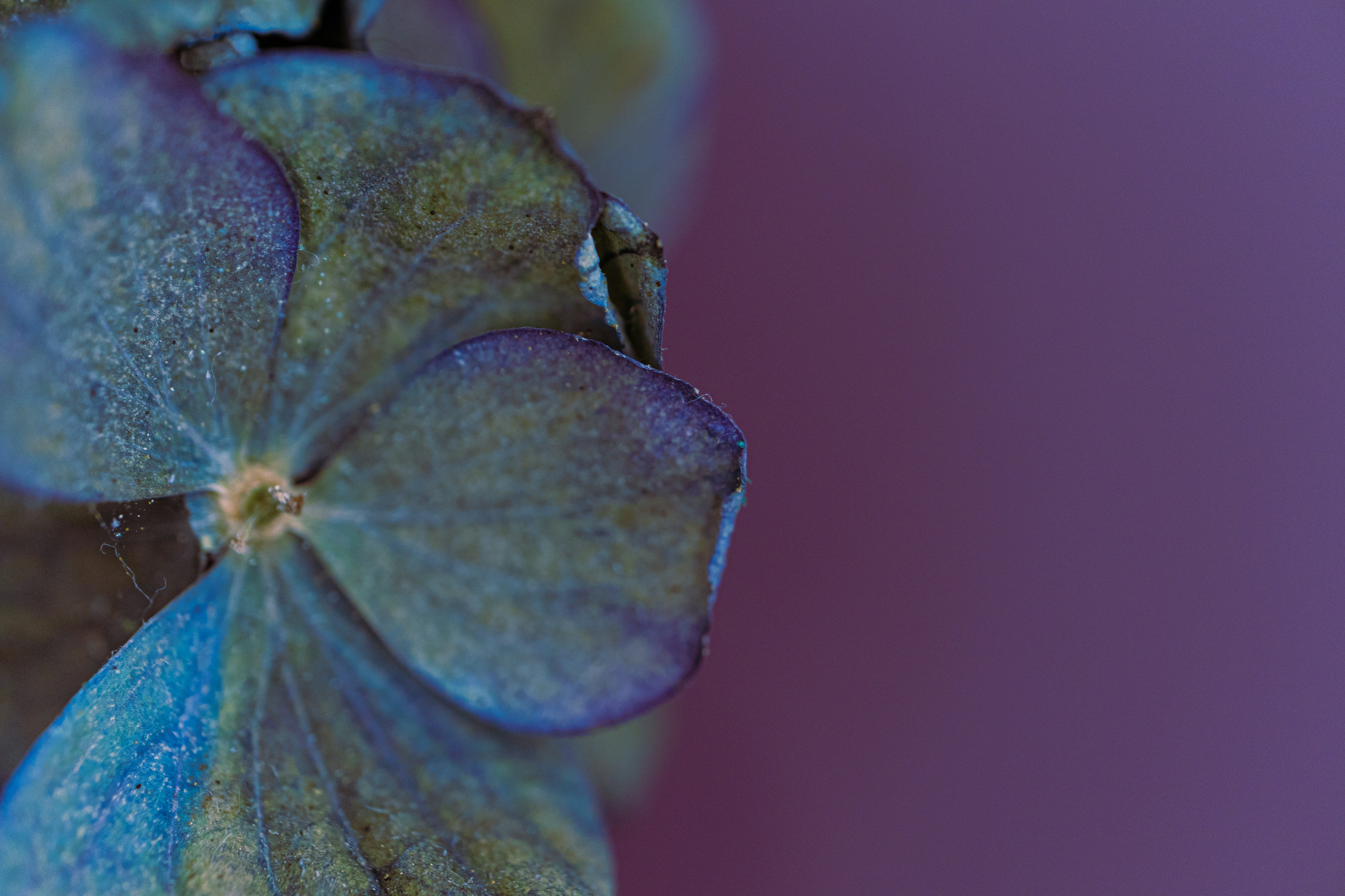 Close-up of a blue flower petal with purple background