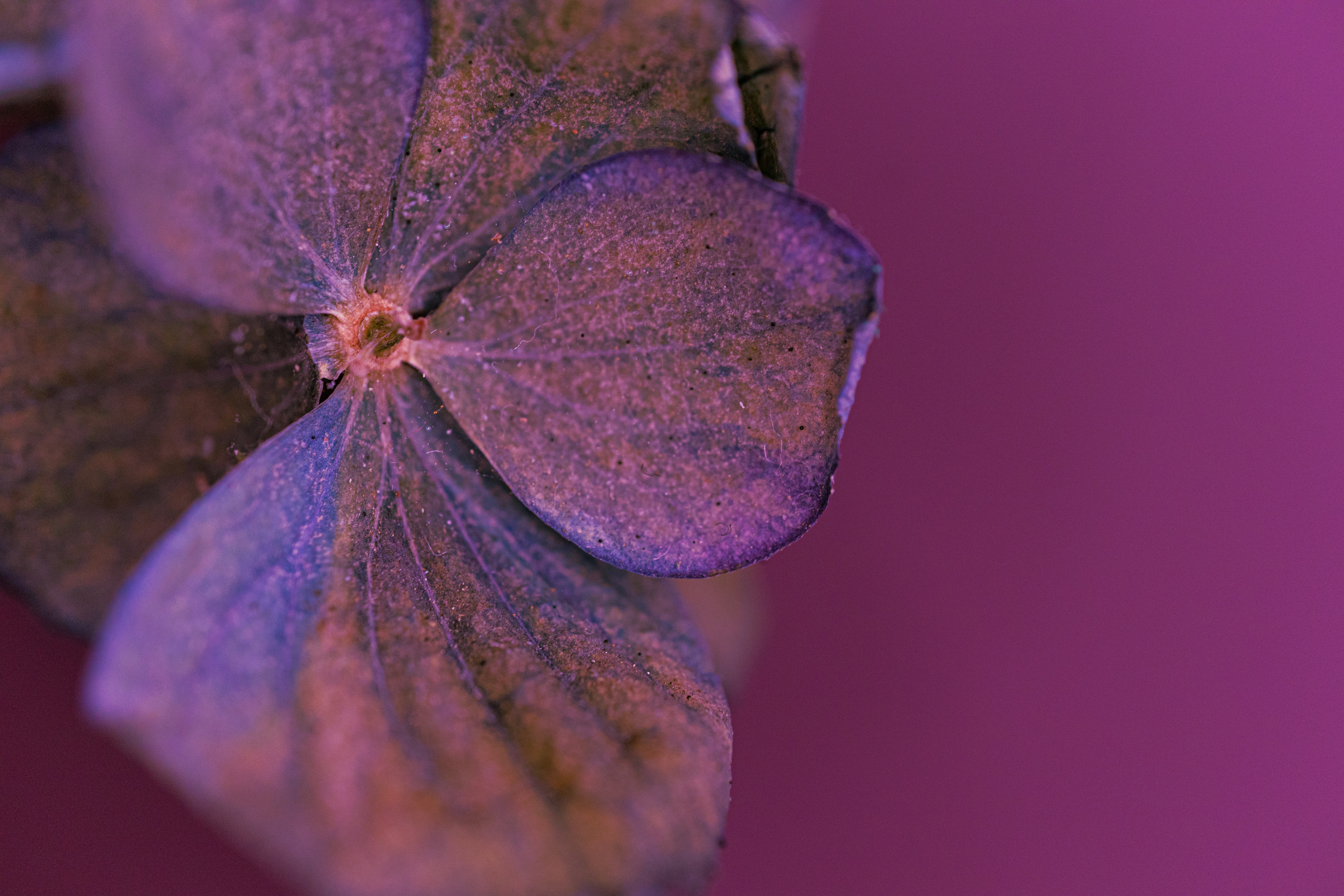 Close-up of a dried purple flower petal