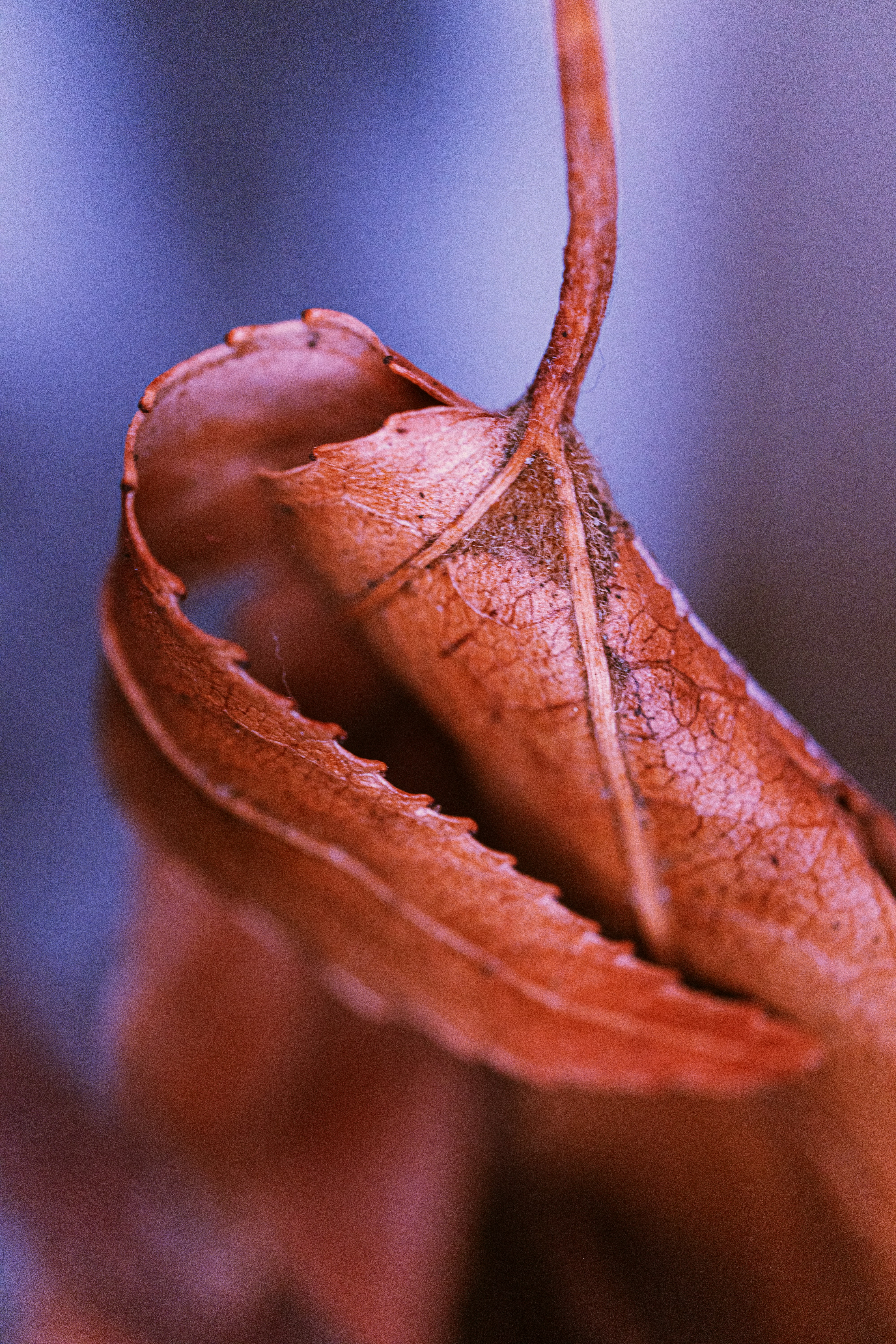 A dried brown leaf with intricate veins