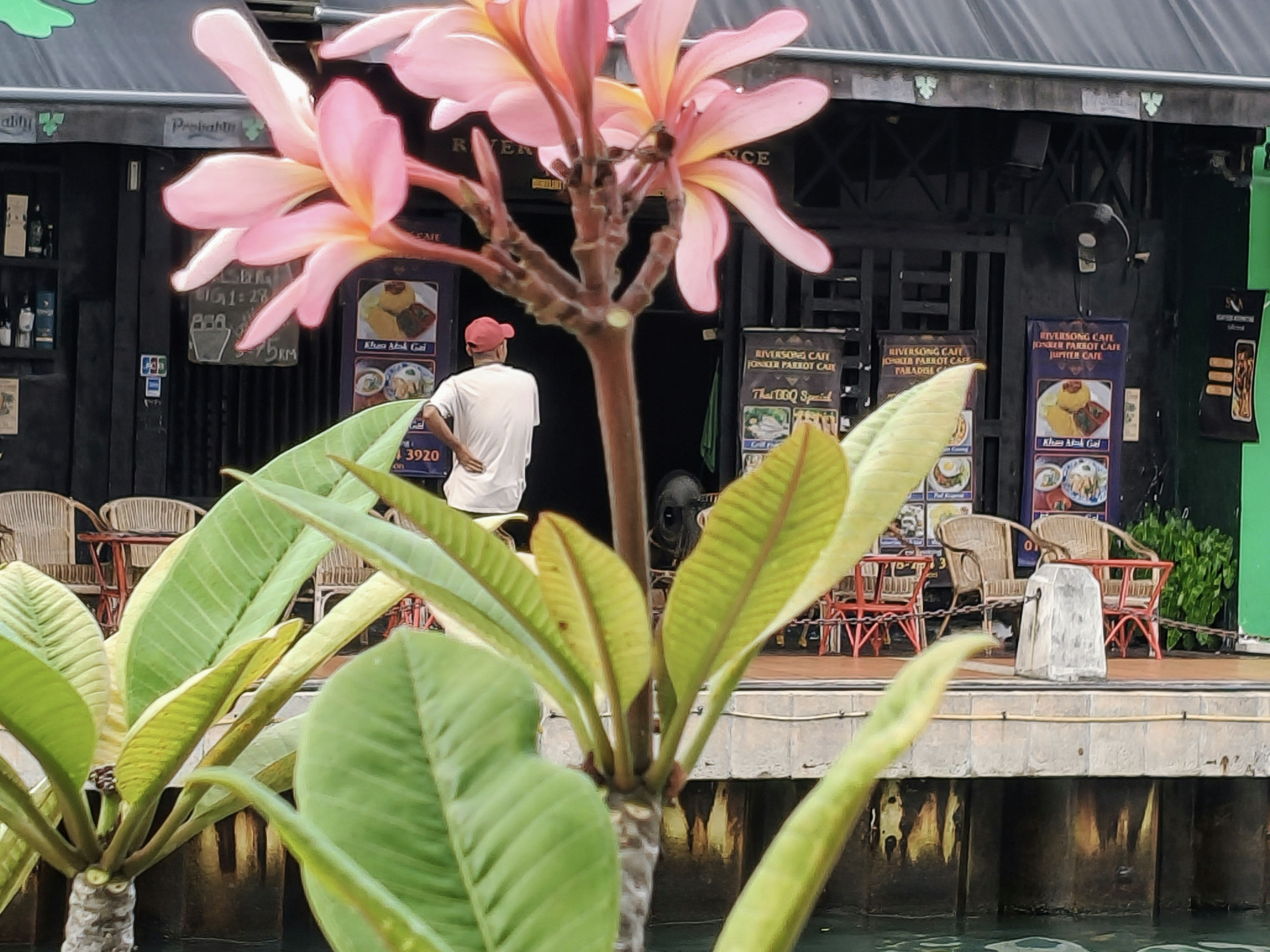 Pink flowers in front of a dark building